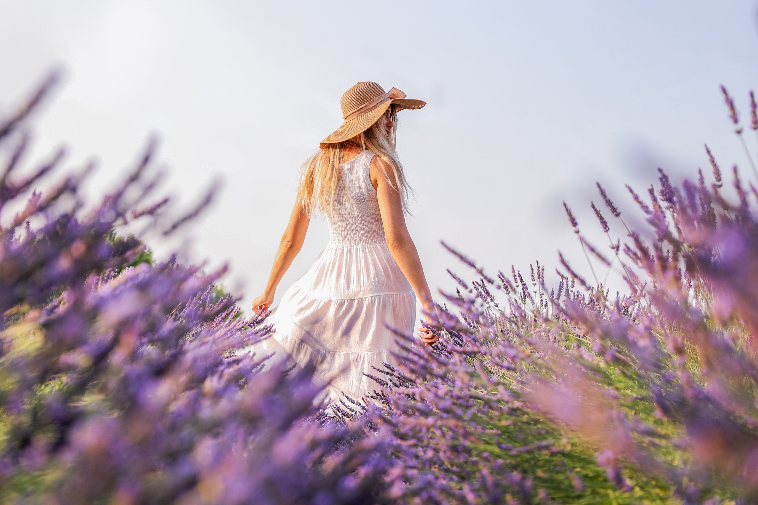 Lavanda. Fotografo Videomaker Drone Padova Venice Italy Elena Radchenko