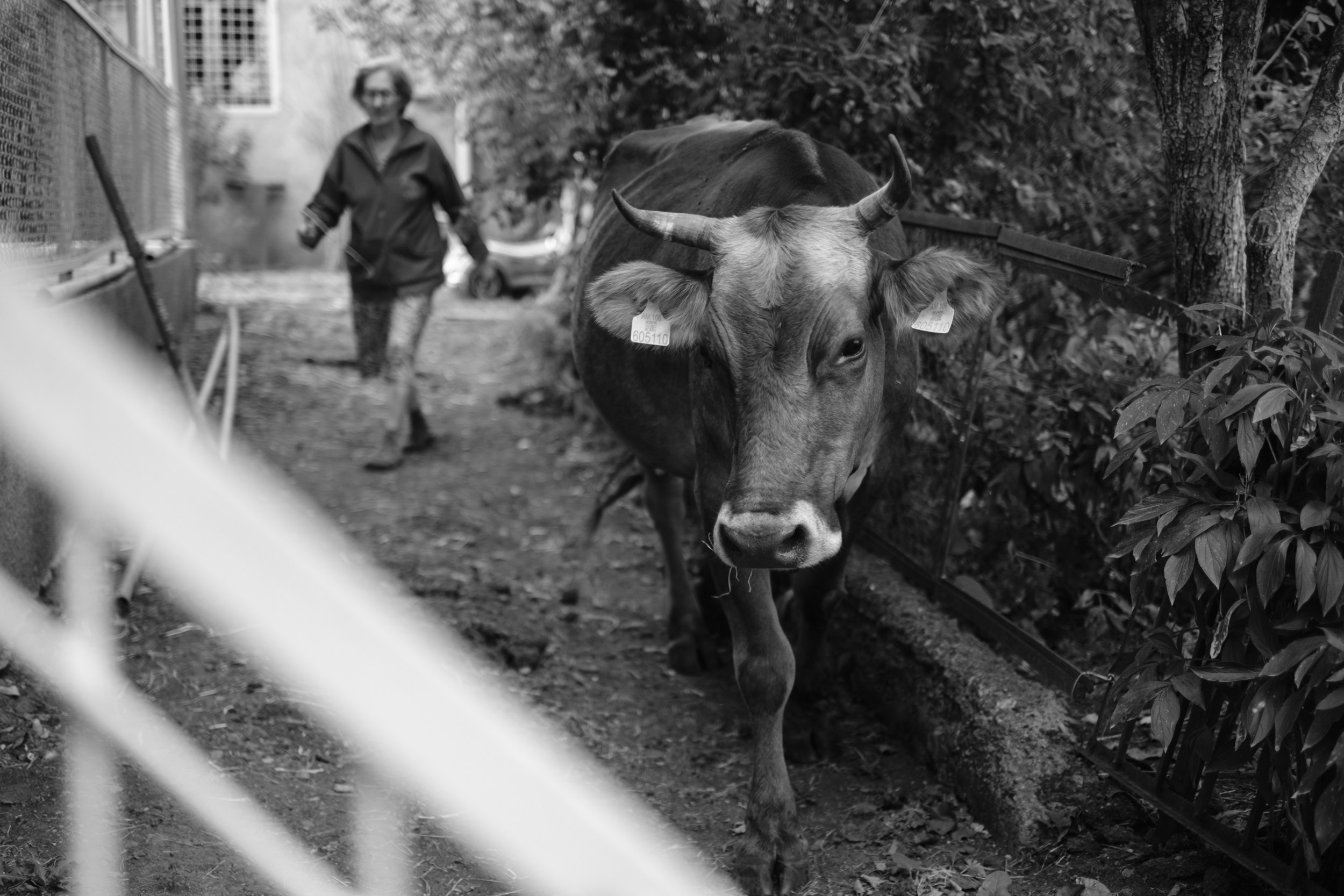 EARTH & SONG Vardablur, 2025. Areg Balayan — Photographer/Visual Artist