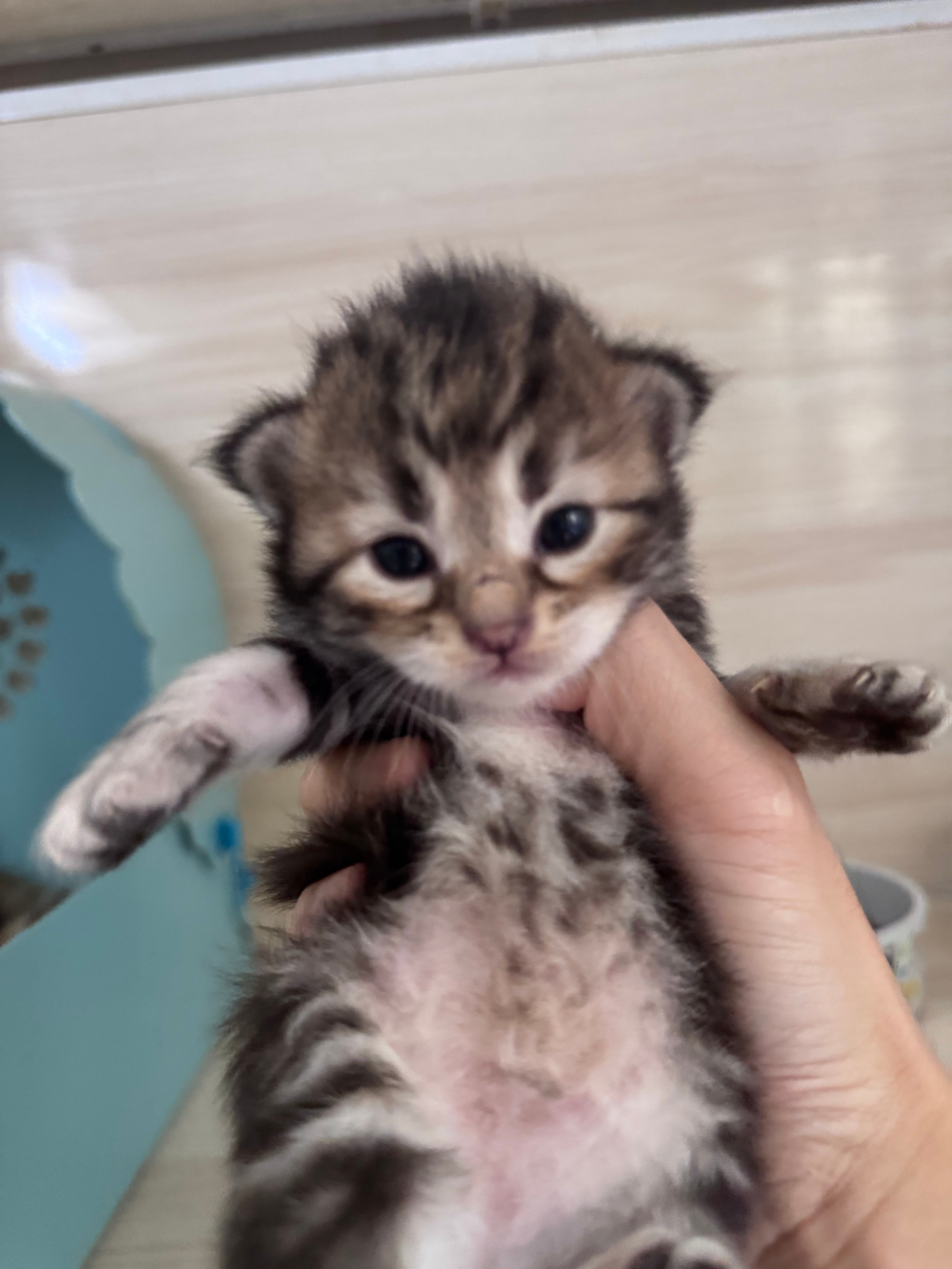 Dexter - Brown Classic Tabby Male (will be available)