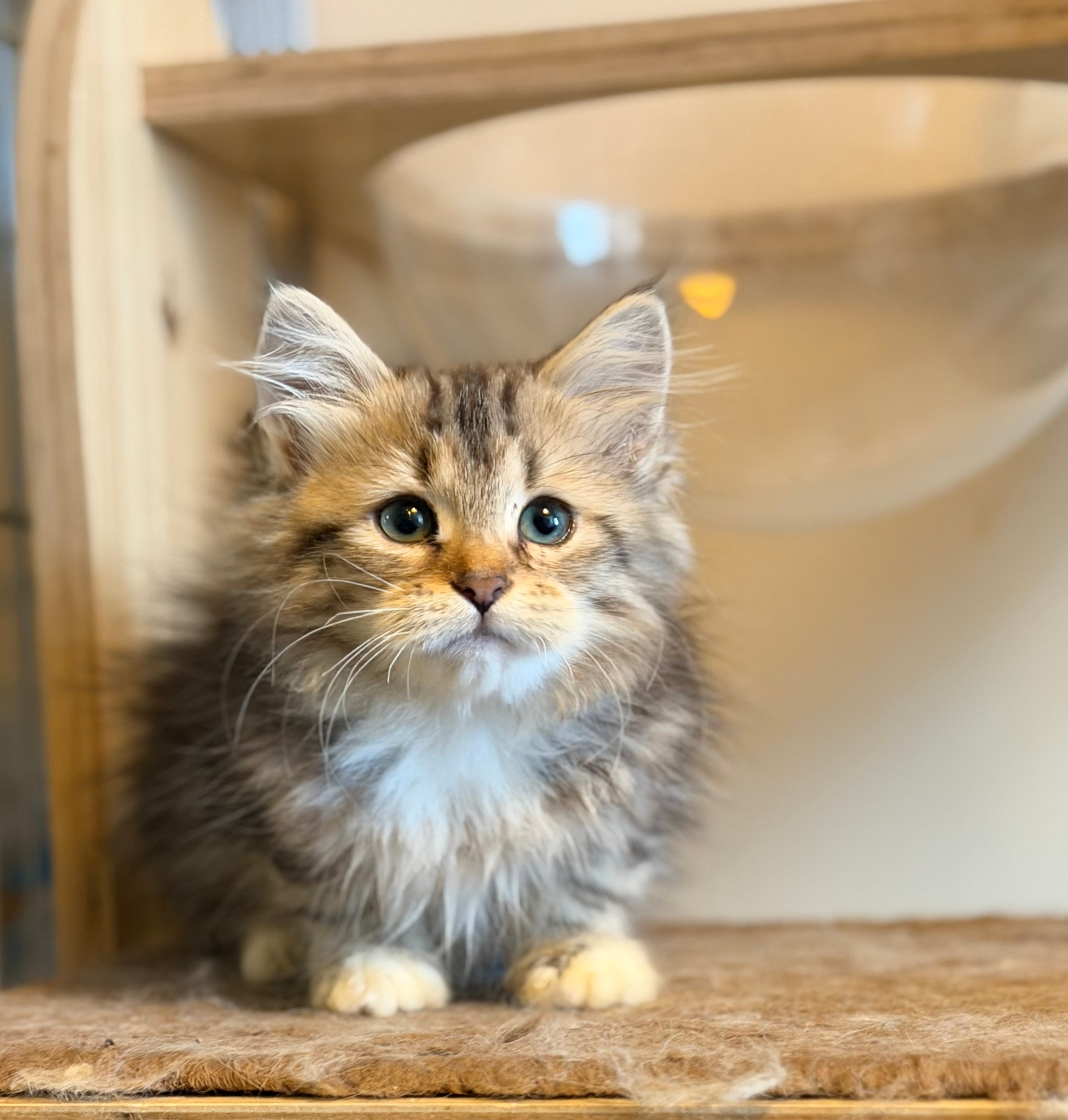available - Danielle - Brown Classic Tabby & White Female