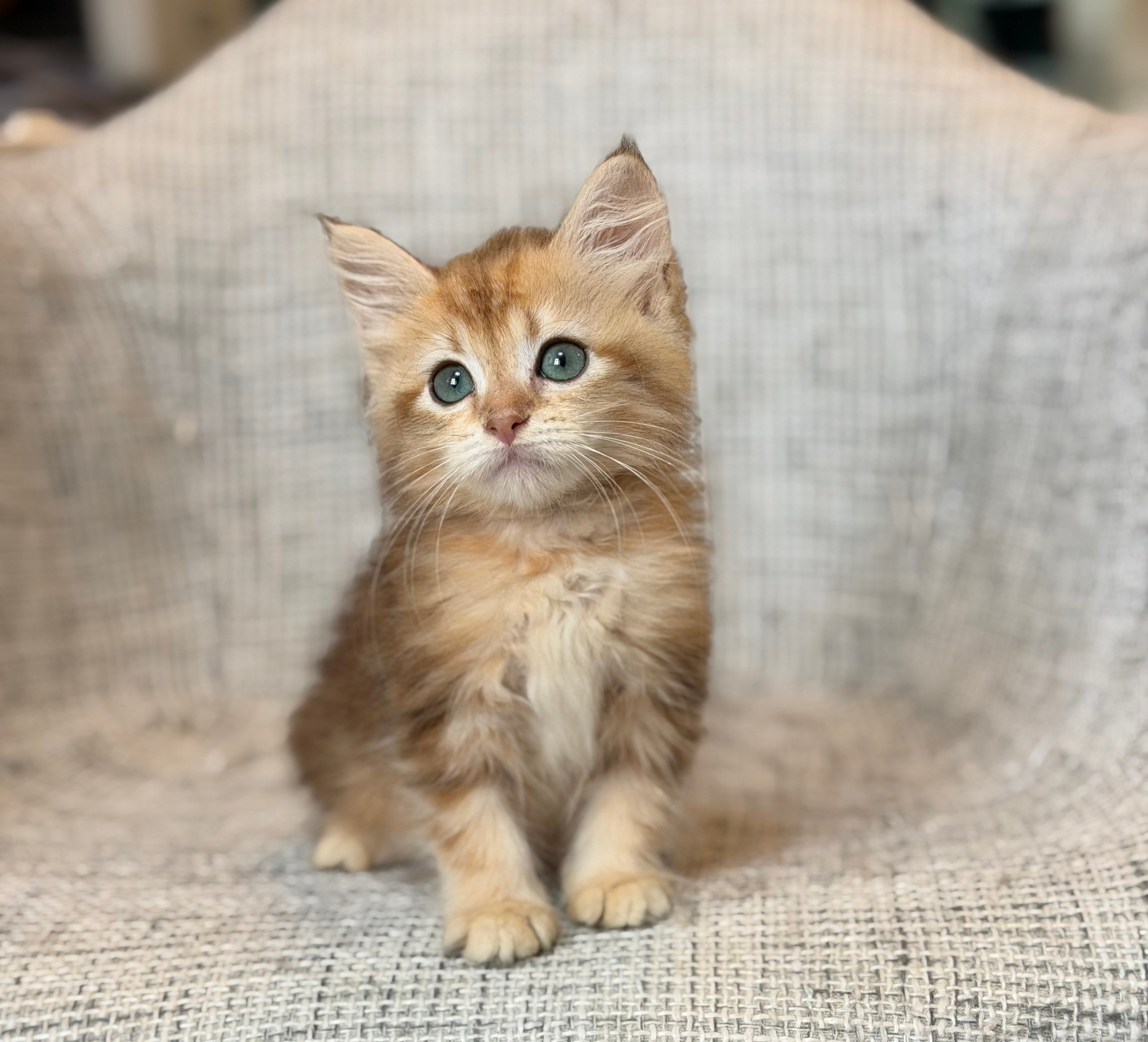 Reserved Freya Golden Tabby Female 