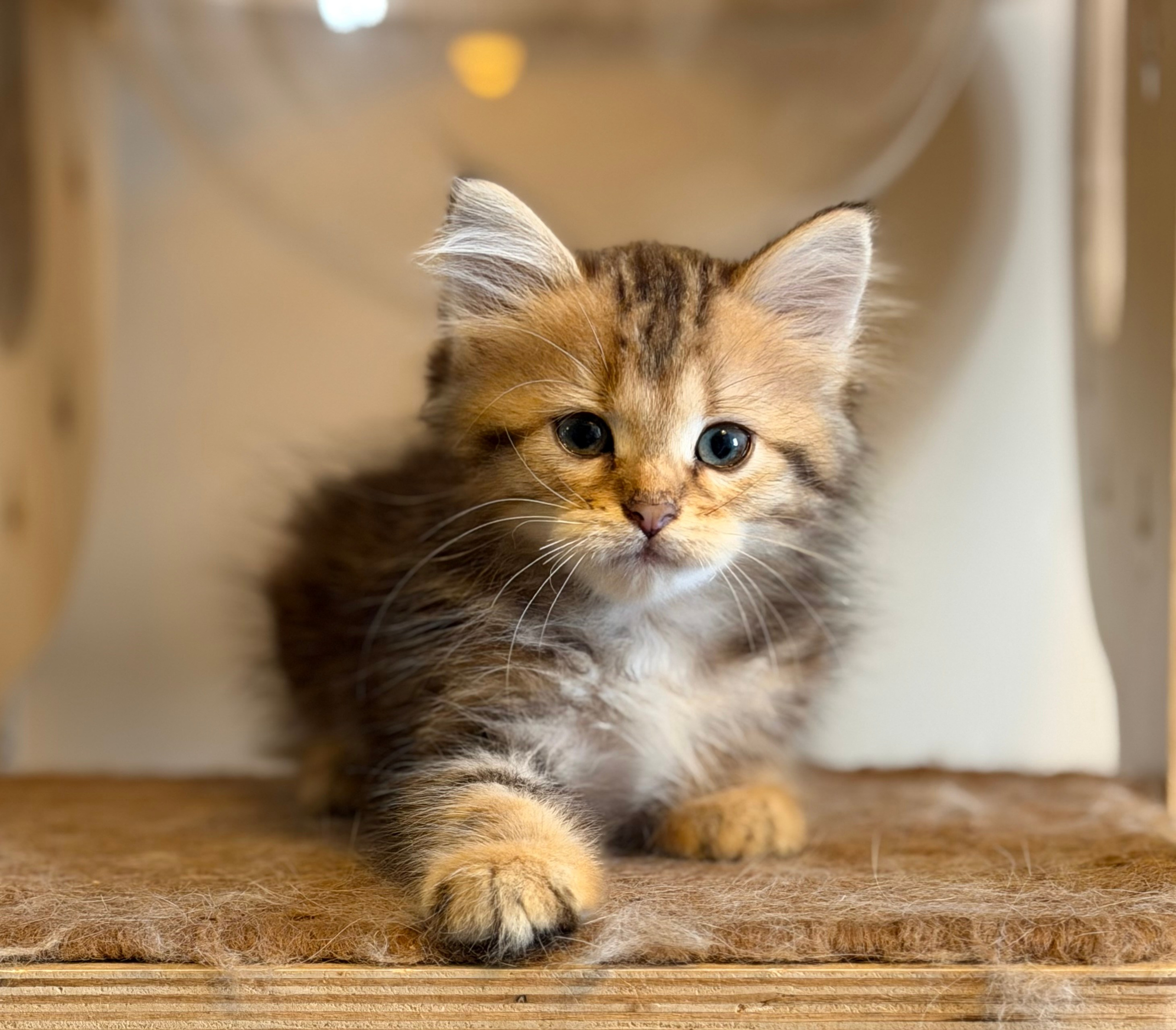 Dakota - Brown Classic Tabby Female 