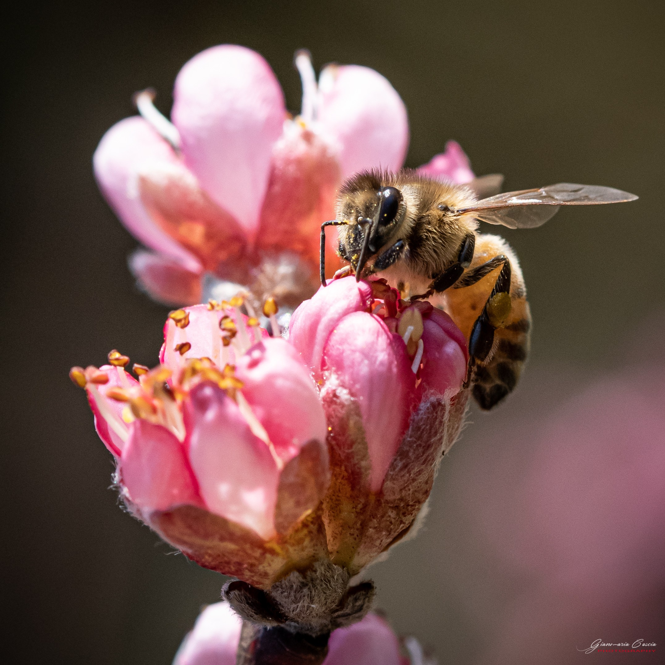 “Gianmaria Coscia fotografo per passione”
