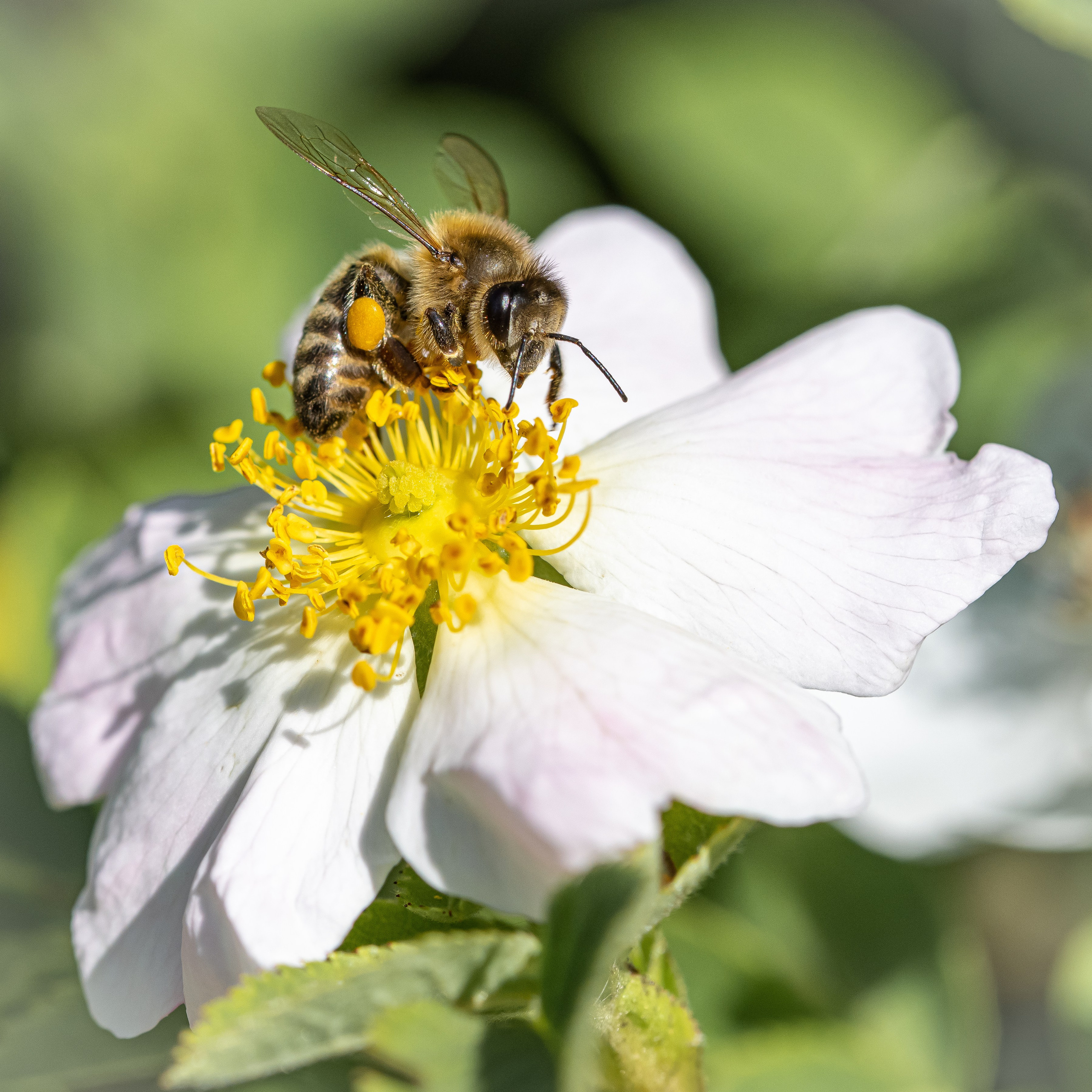 Apicultura Bergadano. “Gianmaria Coscia fotografo per passione”