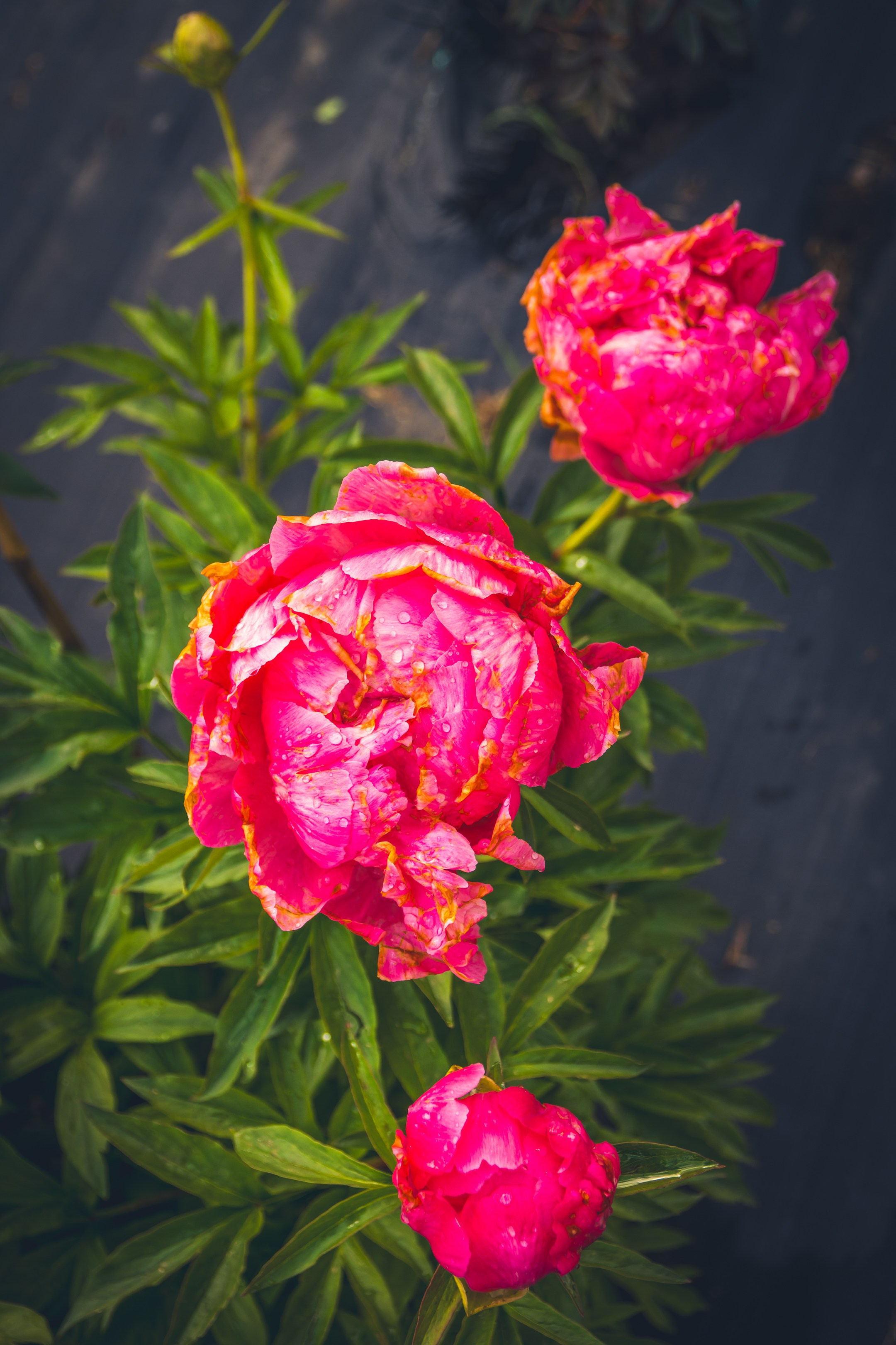 Saarema, reis. Nebula 25 — Fotod teie hingele