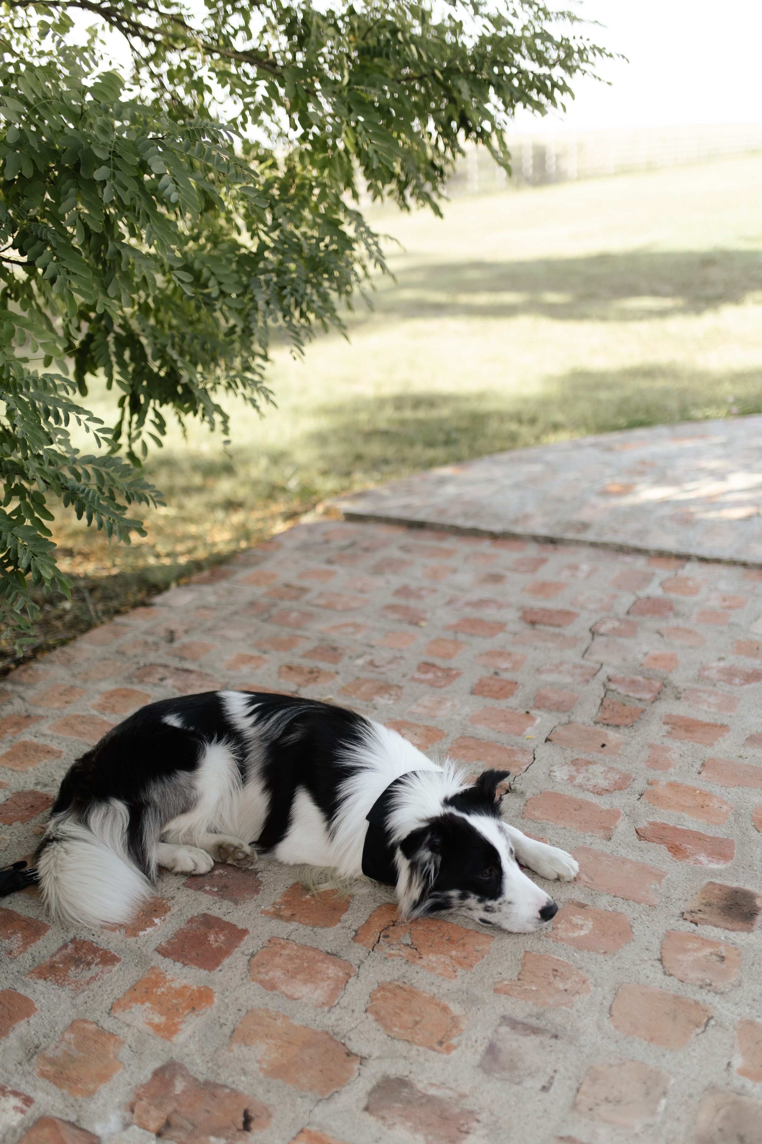 Wedding at Province Timisoara | Cristina & Robert. Wedding photographer and videographer based in Timisoara, Romania