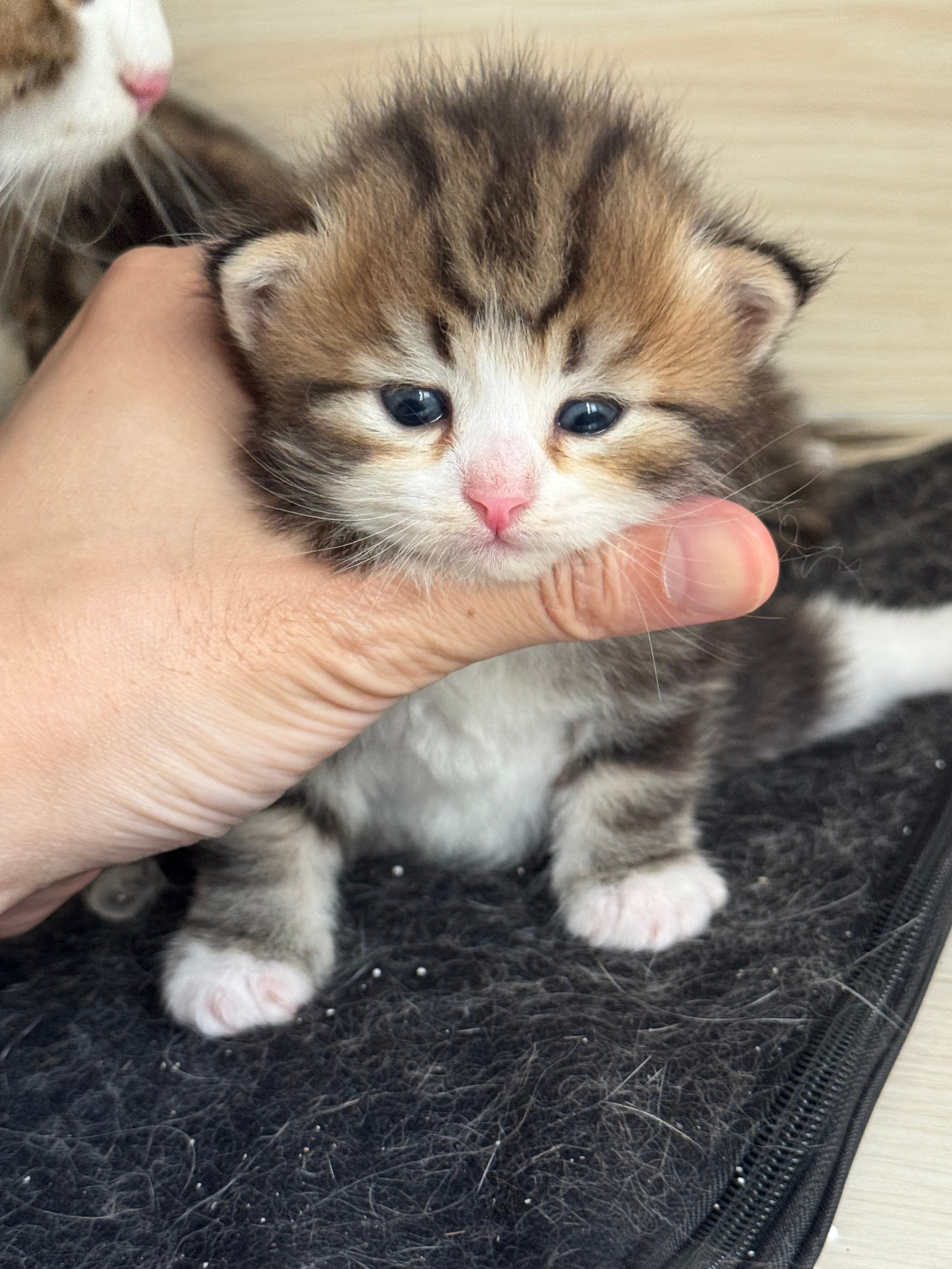 LEMON GREEN SIBERIANS LITTER OTMA