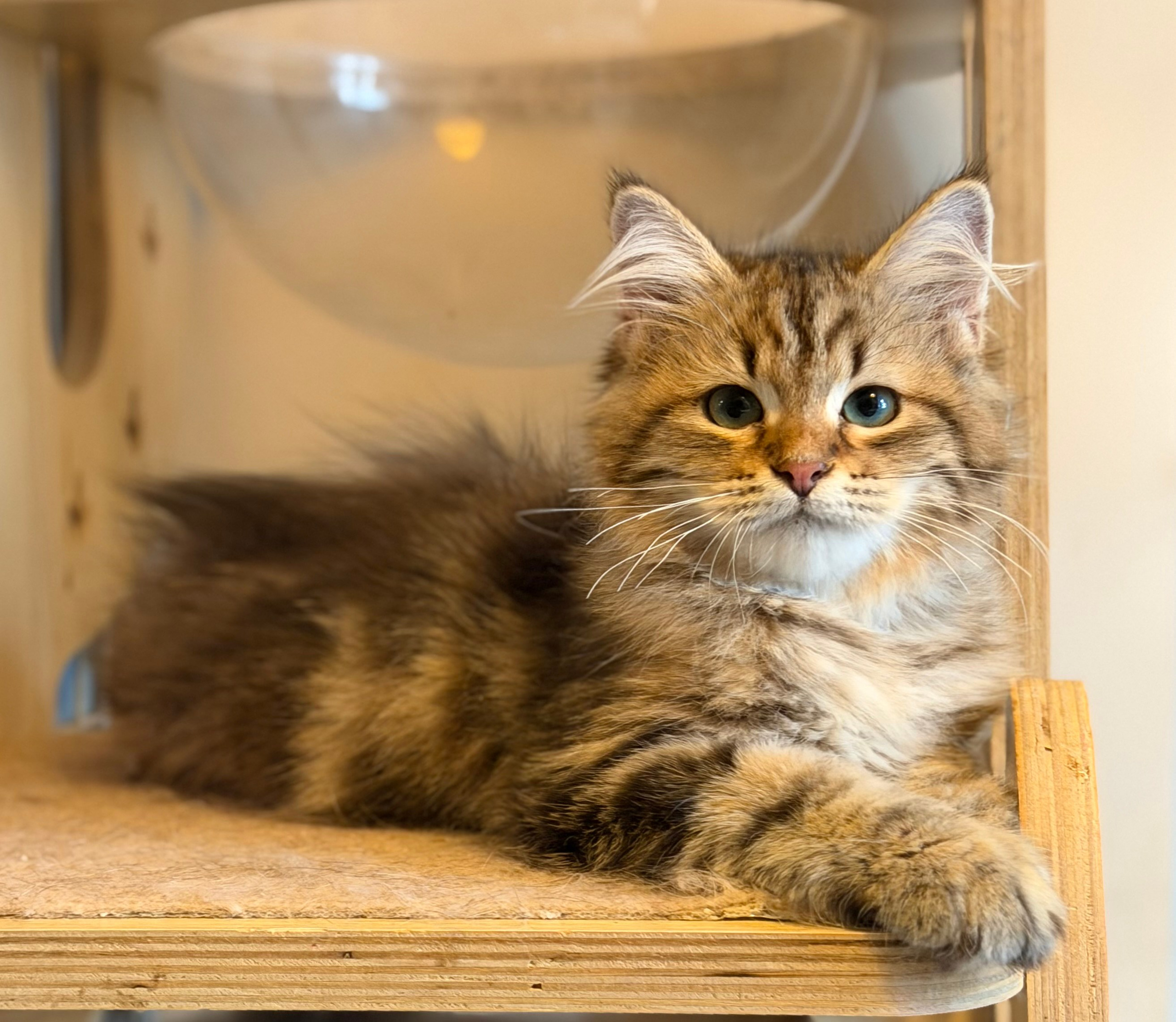 Available Faith Brown Tabby Female