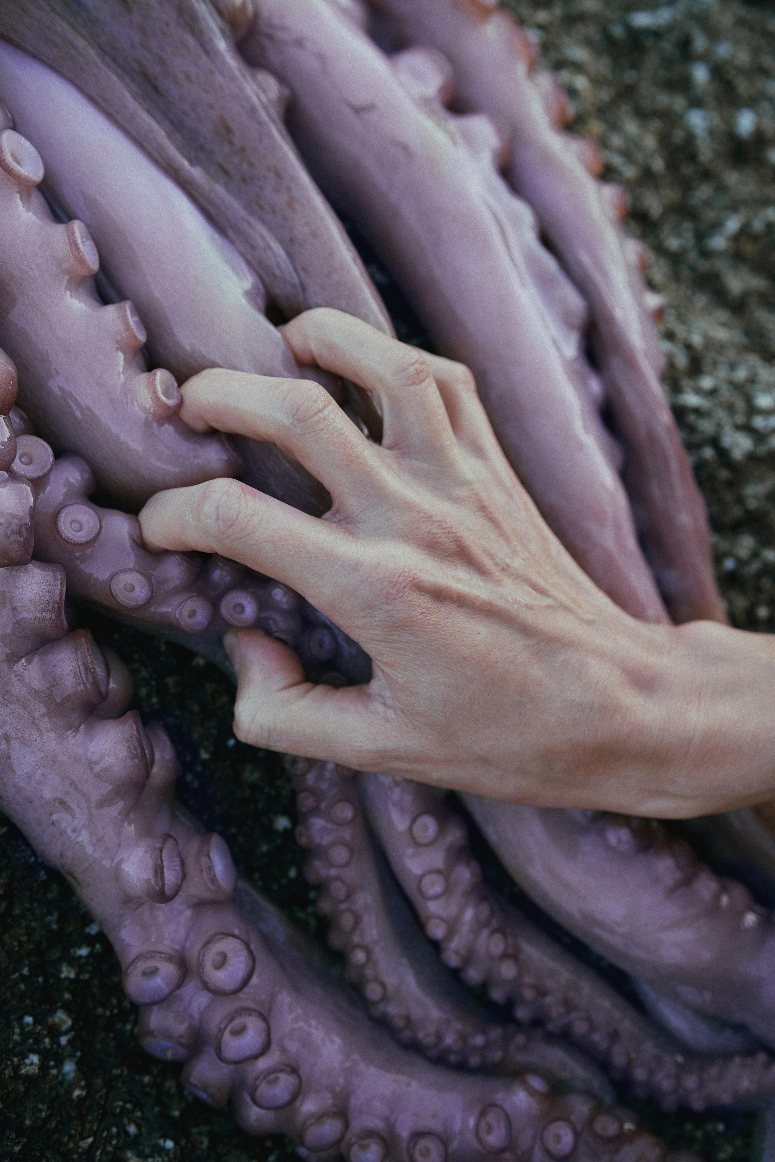 Pulpo. Фотограф в Барселоне Жанна Захарченко