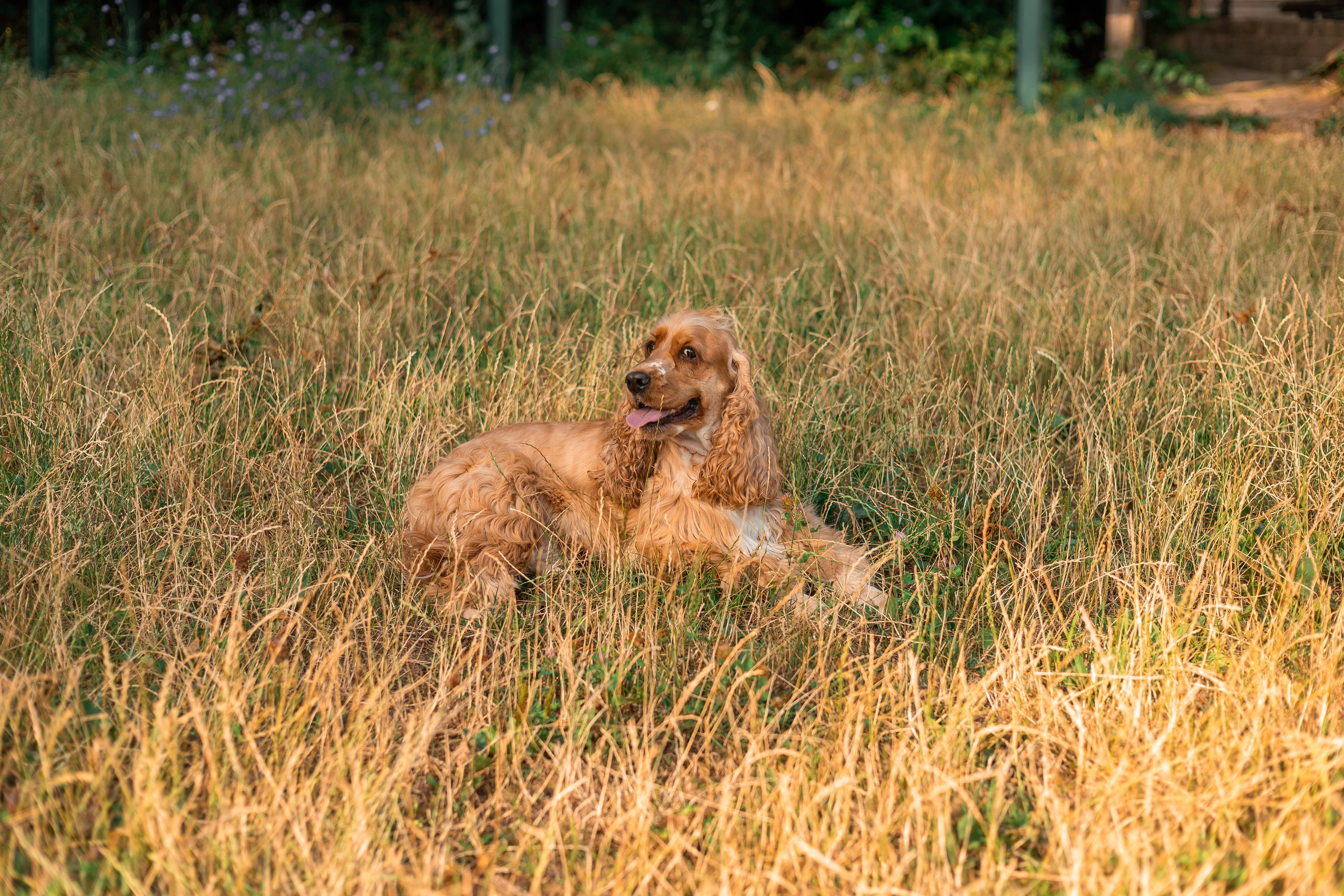Алина и Юки. Фотограф-анималист | Белград