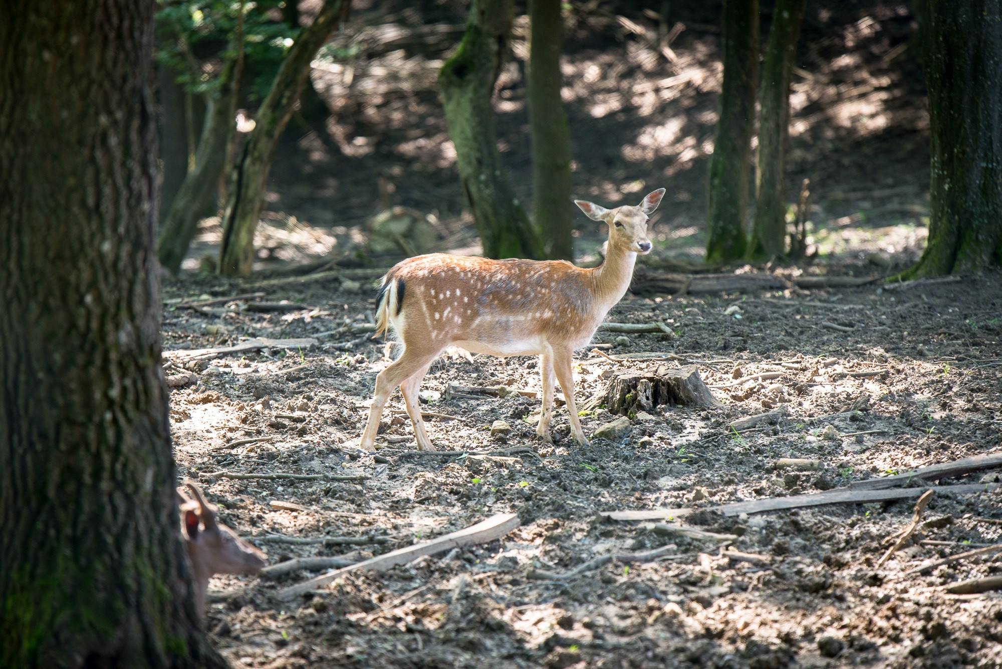 Peisaj /natura. Daniel Criste Fotograf