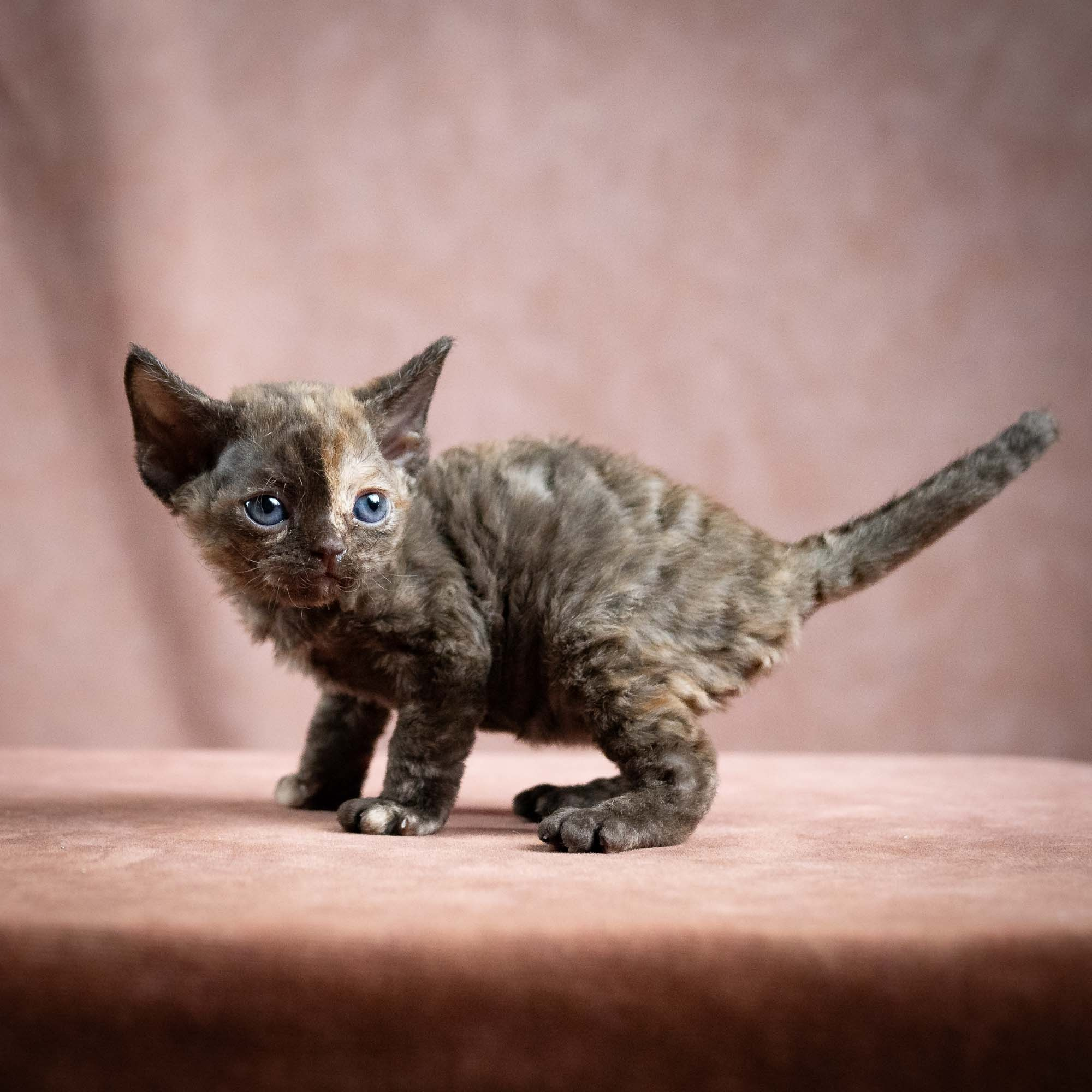 Mocha, girl, born 01.15.26. Devon Rex Pixie Cattery