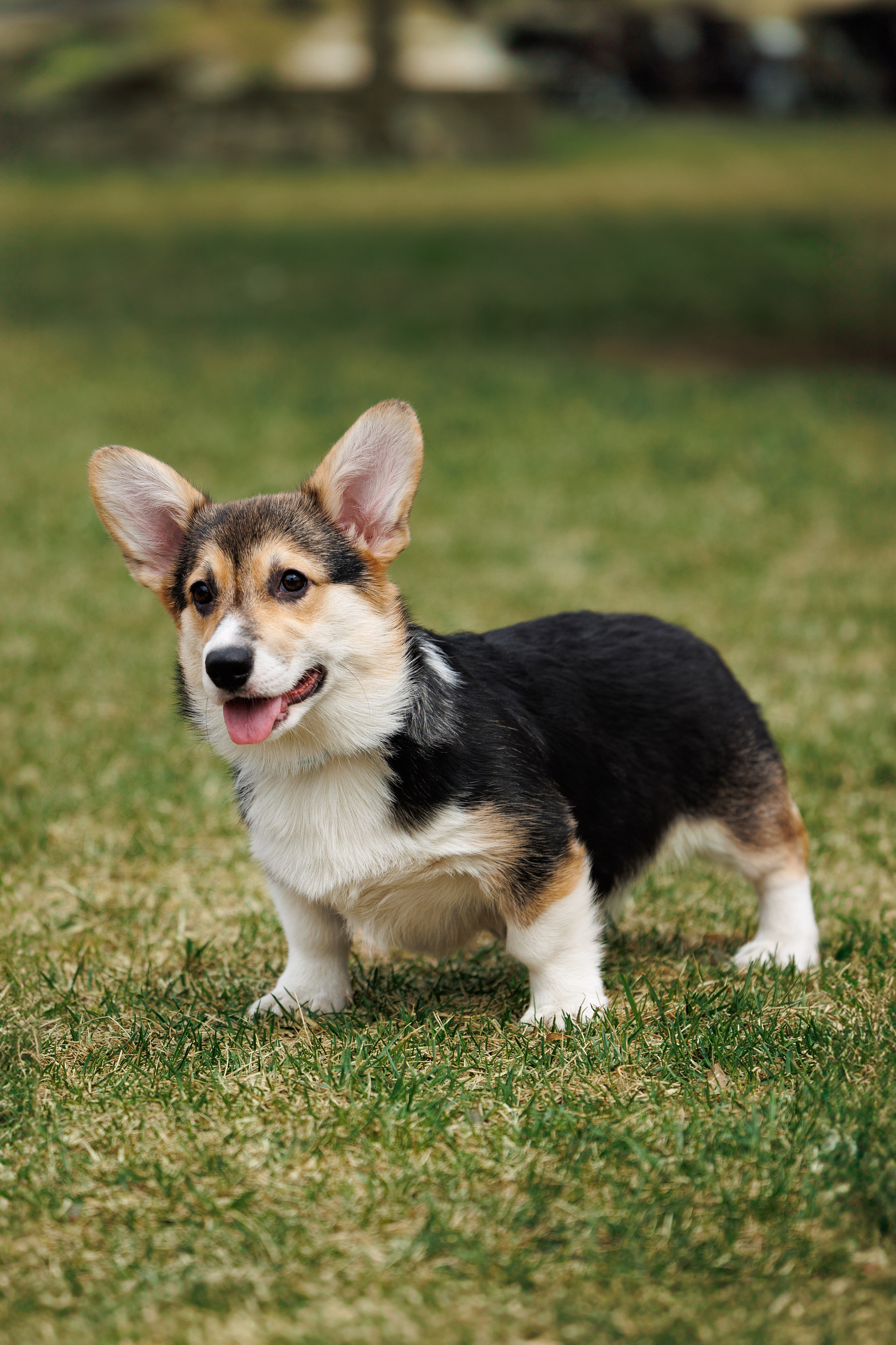 Welsh Corgi puppies. Семейный фотограф в Кишинёве Пулькина Ольга