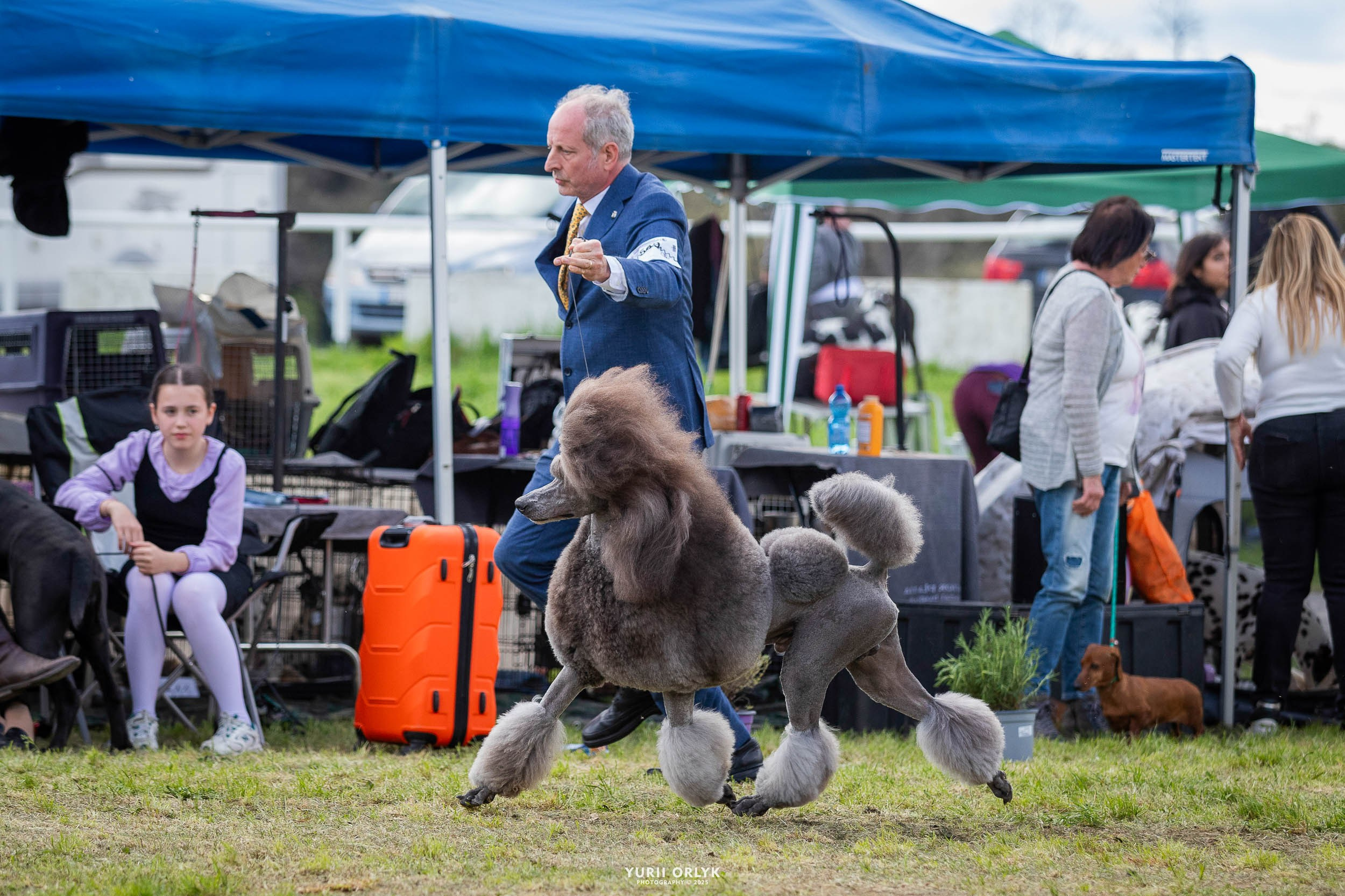 Dog Shows. Yurii Orlyk Photography