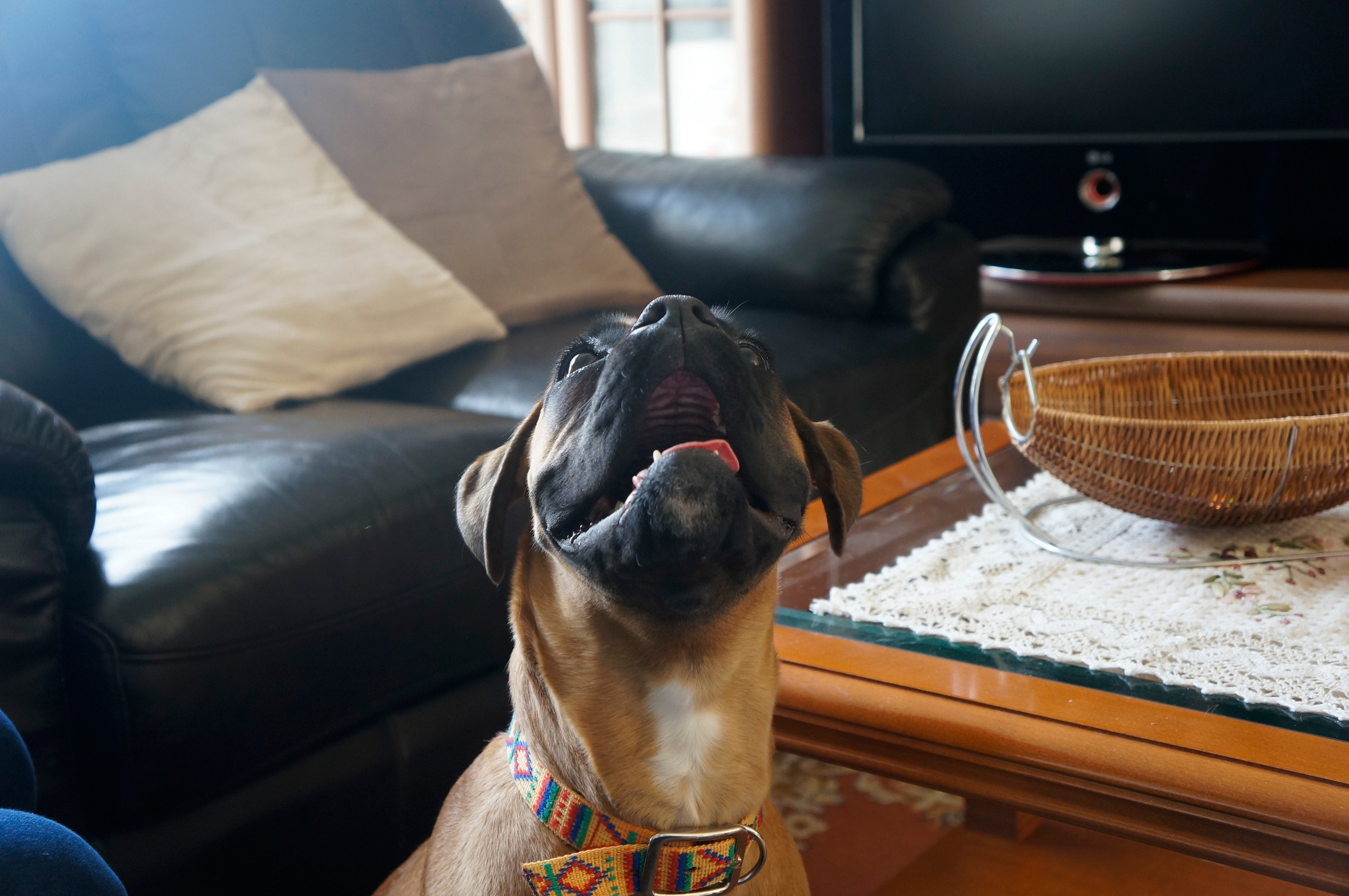 My ״Star״ Boxer Dog