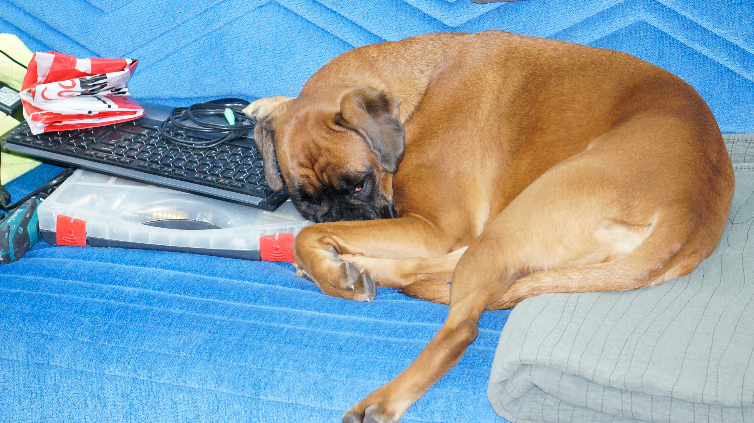 My ״Star״ Boxer Dog