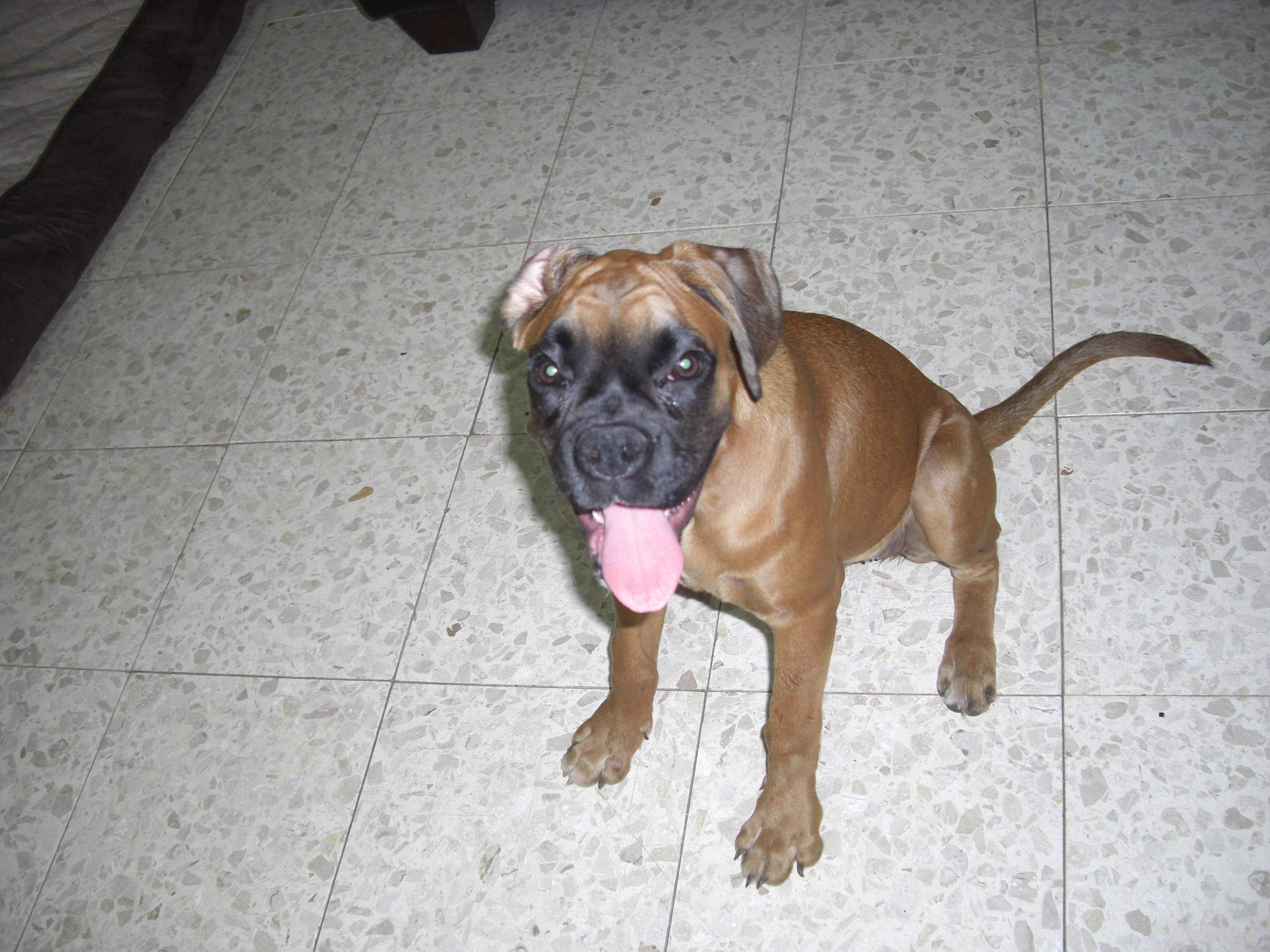 My ״Star״ Boxer Dog