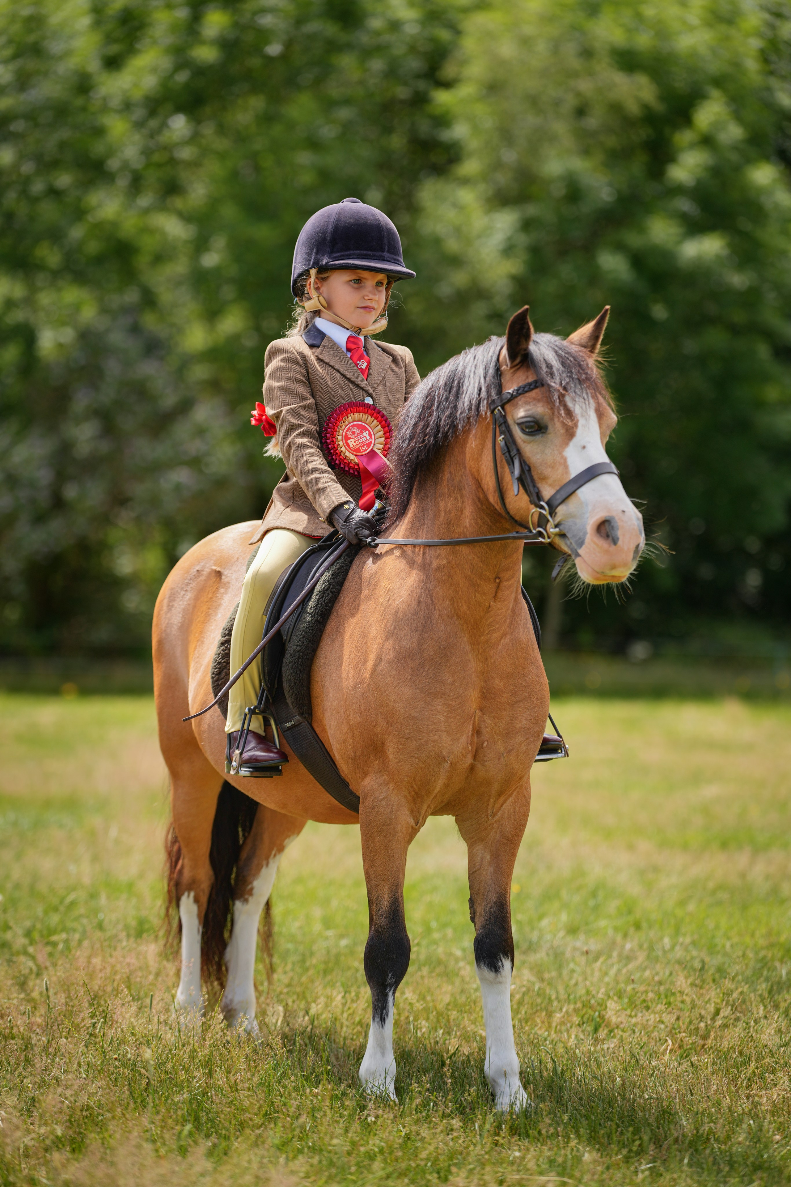 Showing. Leicestershire Equine Photography by El | Authentic Equine Portraits & Events