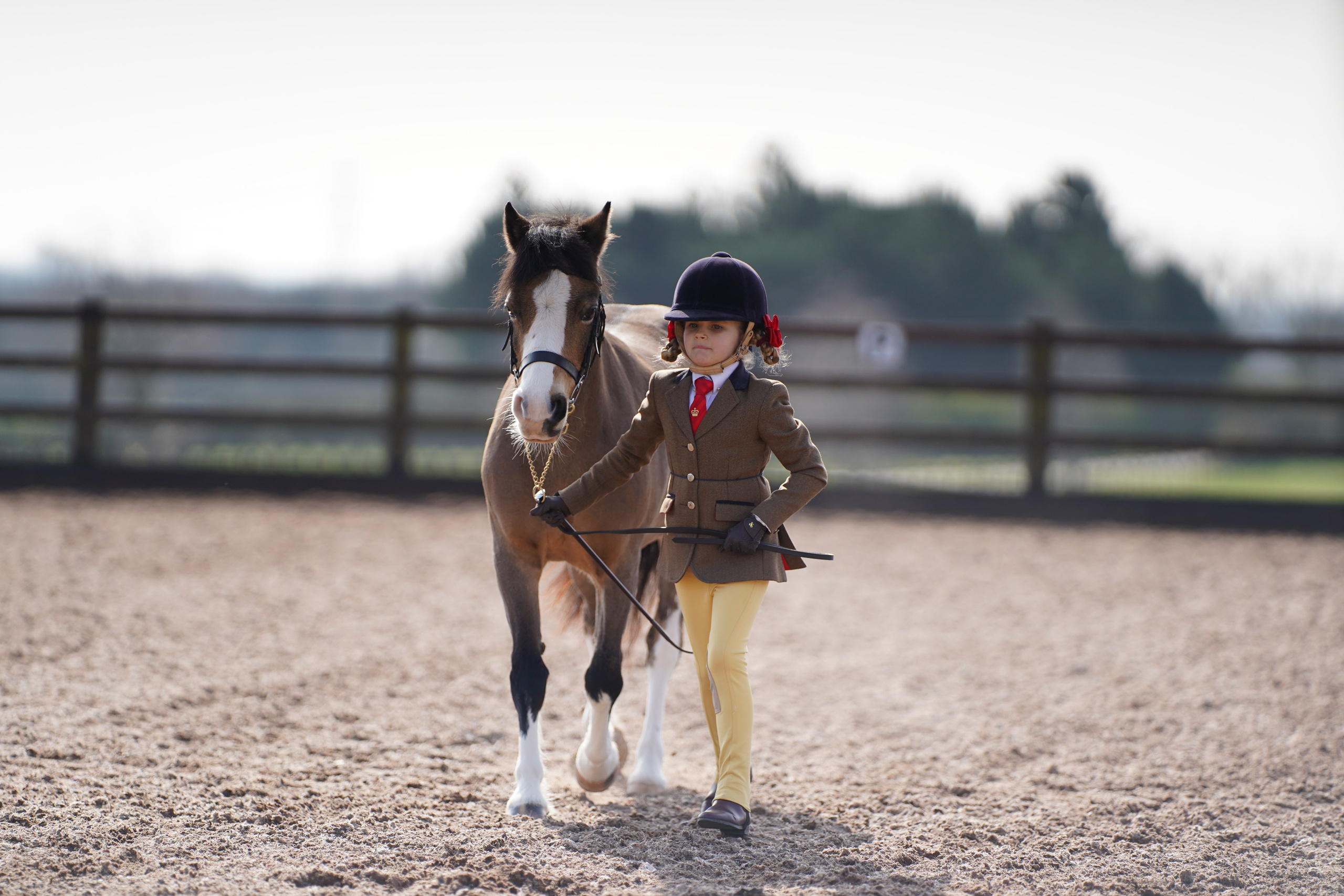 Showing. Leicestershire Equine Photography by El | Authentic Equine Portraits & Events