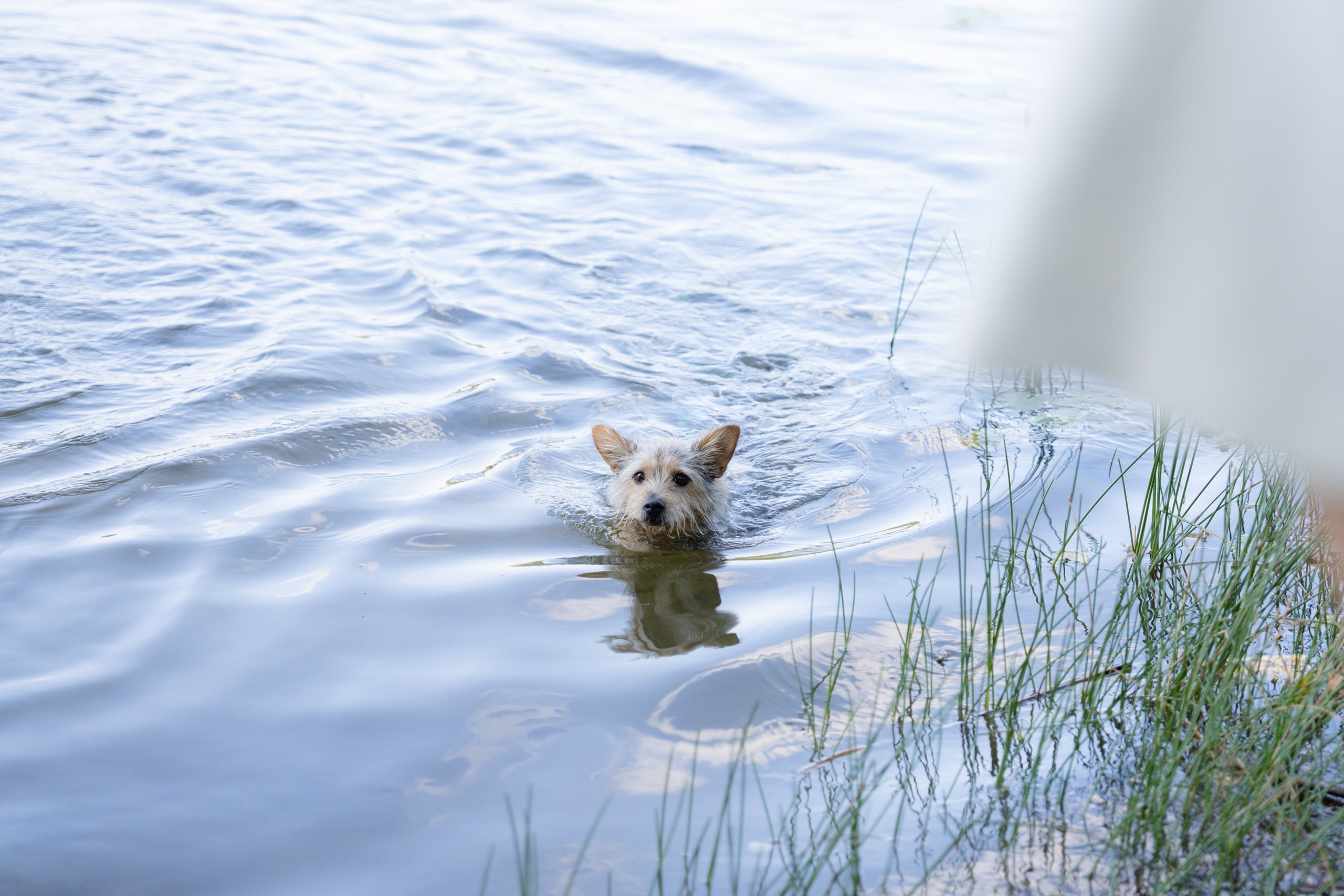 Heppi Dogo fest 2025. Vita Klimaševska ○ Fluffy Soulmate Photography