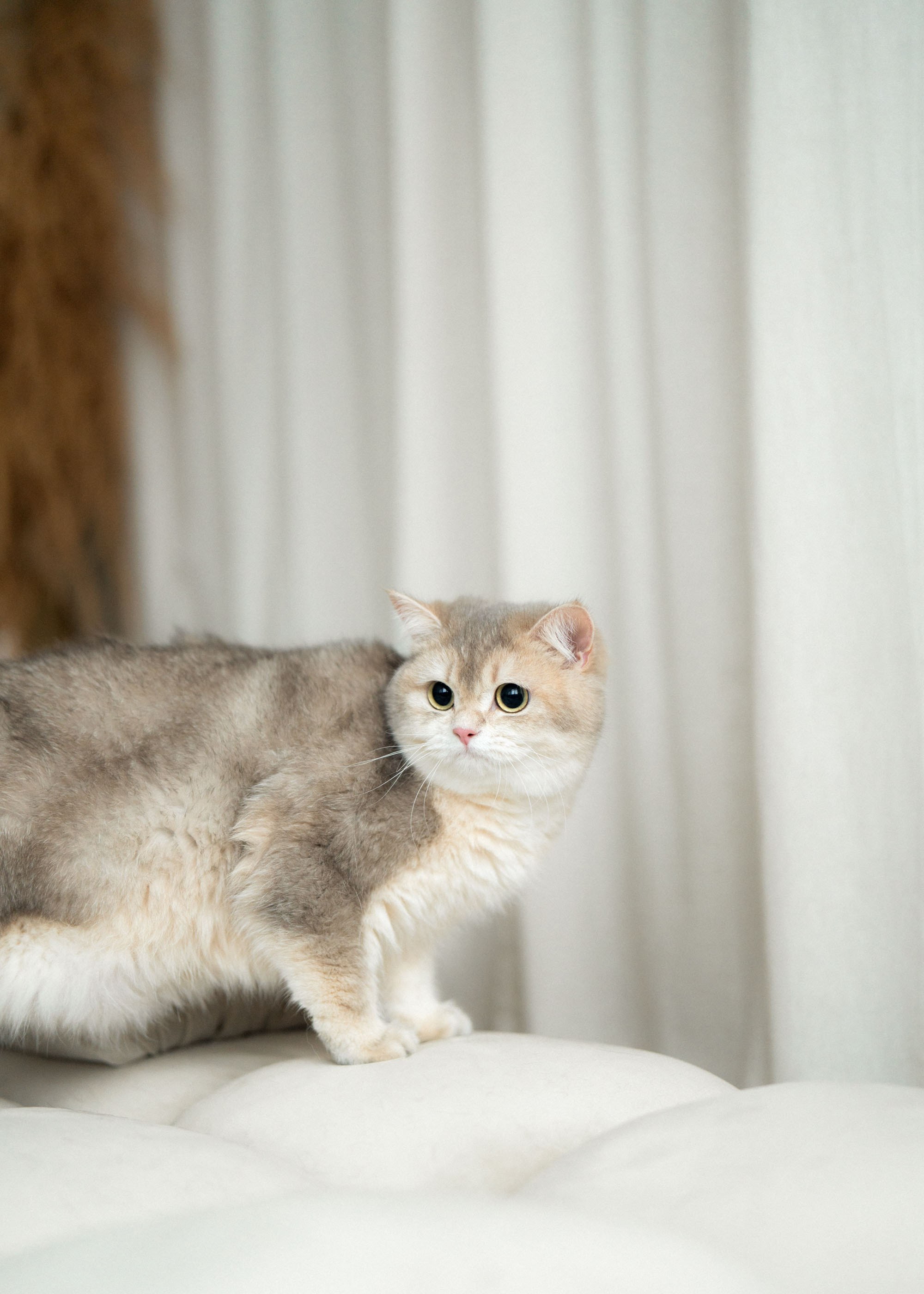Alina, Sergej, Yumi ir Leo ✨. Vita Klimaševska ○ Fluffy Soulmate Photography