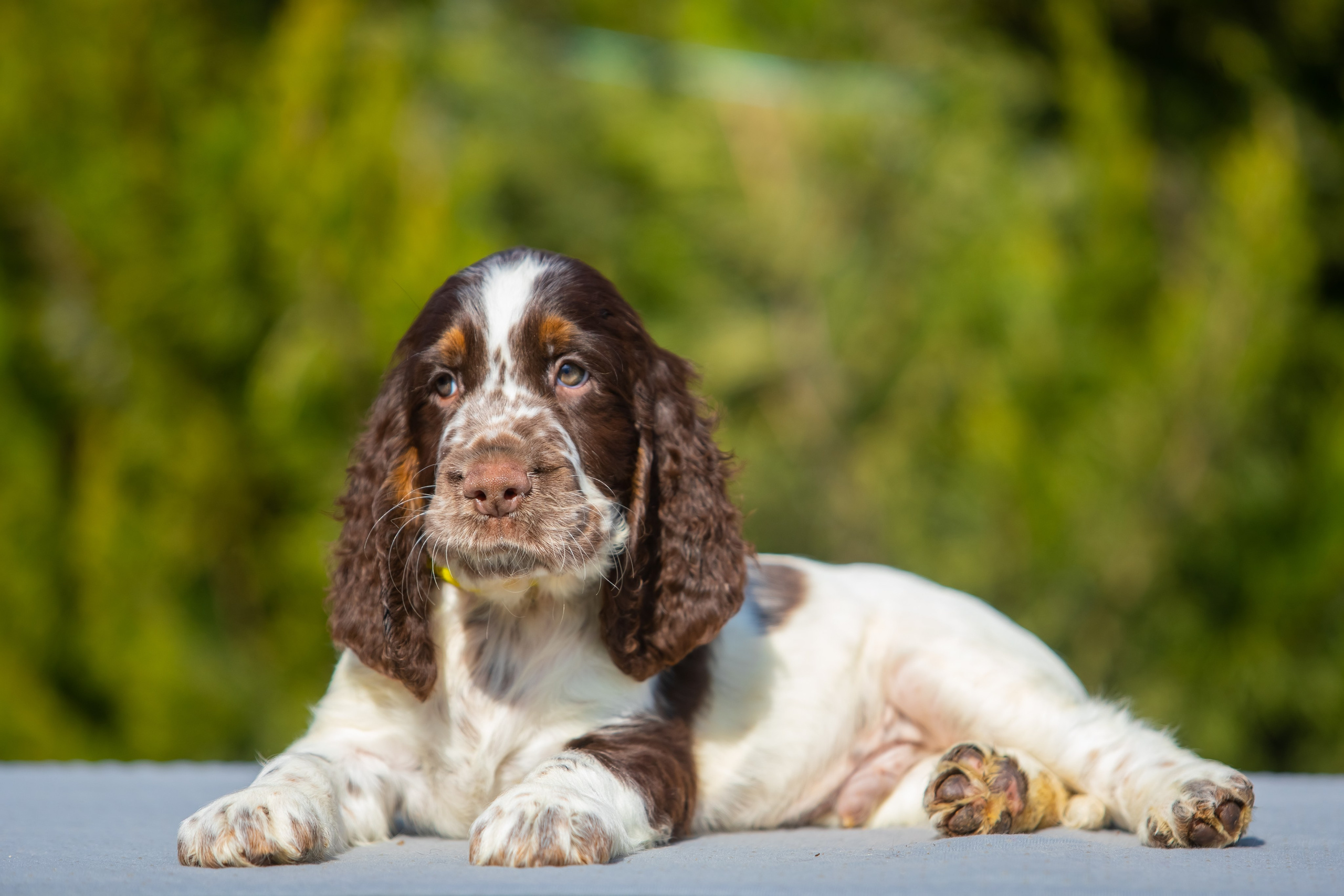 Male — Yellow collar 💛. Website of the titled stud dog of the Springer Spaniel breed