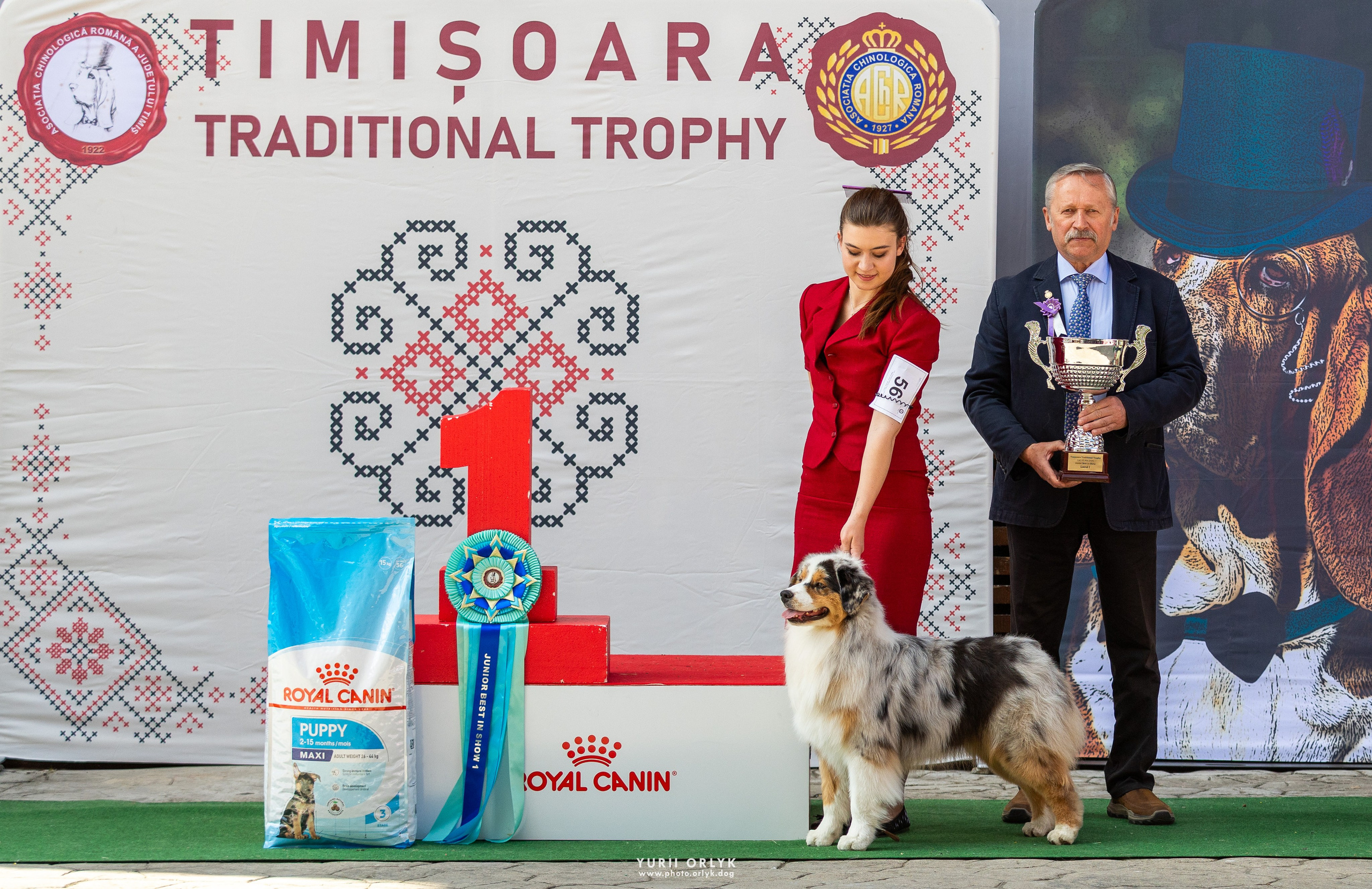 Dog Shows. Yurii Orlyk Photography