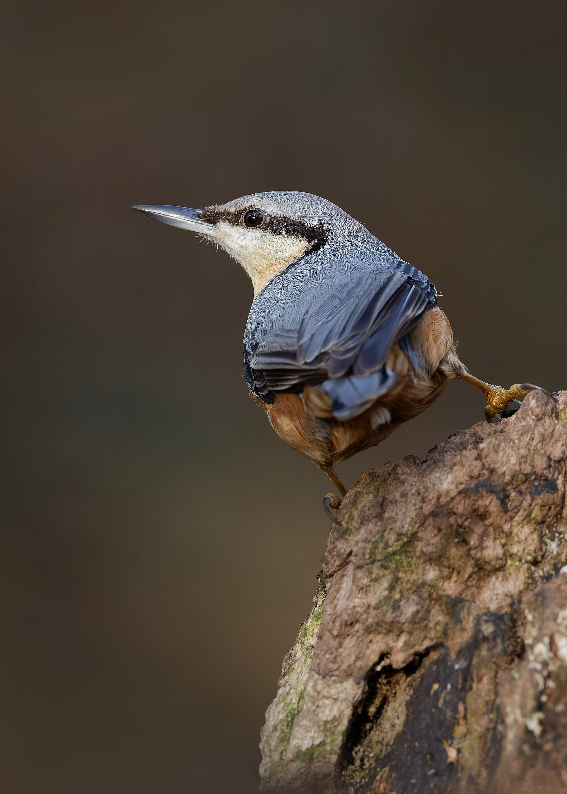 UK Wildlife Photography Gallery. Hedley Wright Photography | East Anglia Sport, Street, Wildlife, Landscape & Astrophotography
