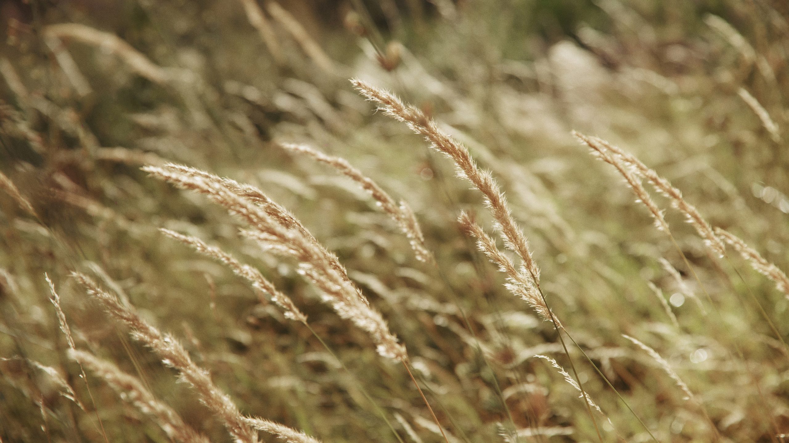 Анзу. Валерия Вартанова. Фотограф