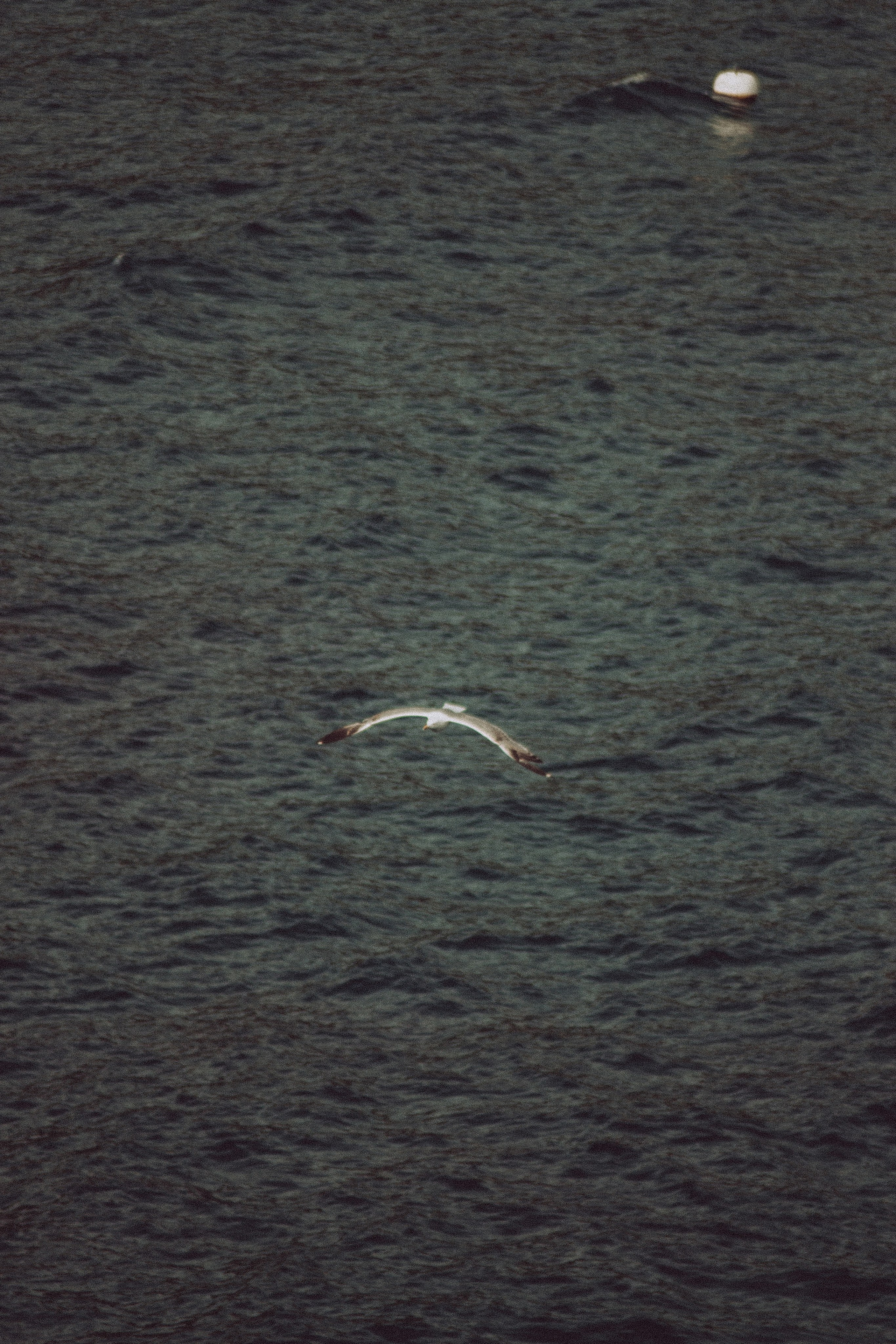 Anse Magaud, Cap Brun, Toulon. Photographe à la Seyne sur Mer, Var