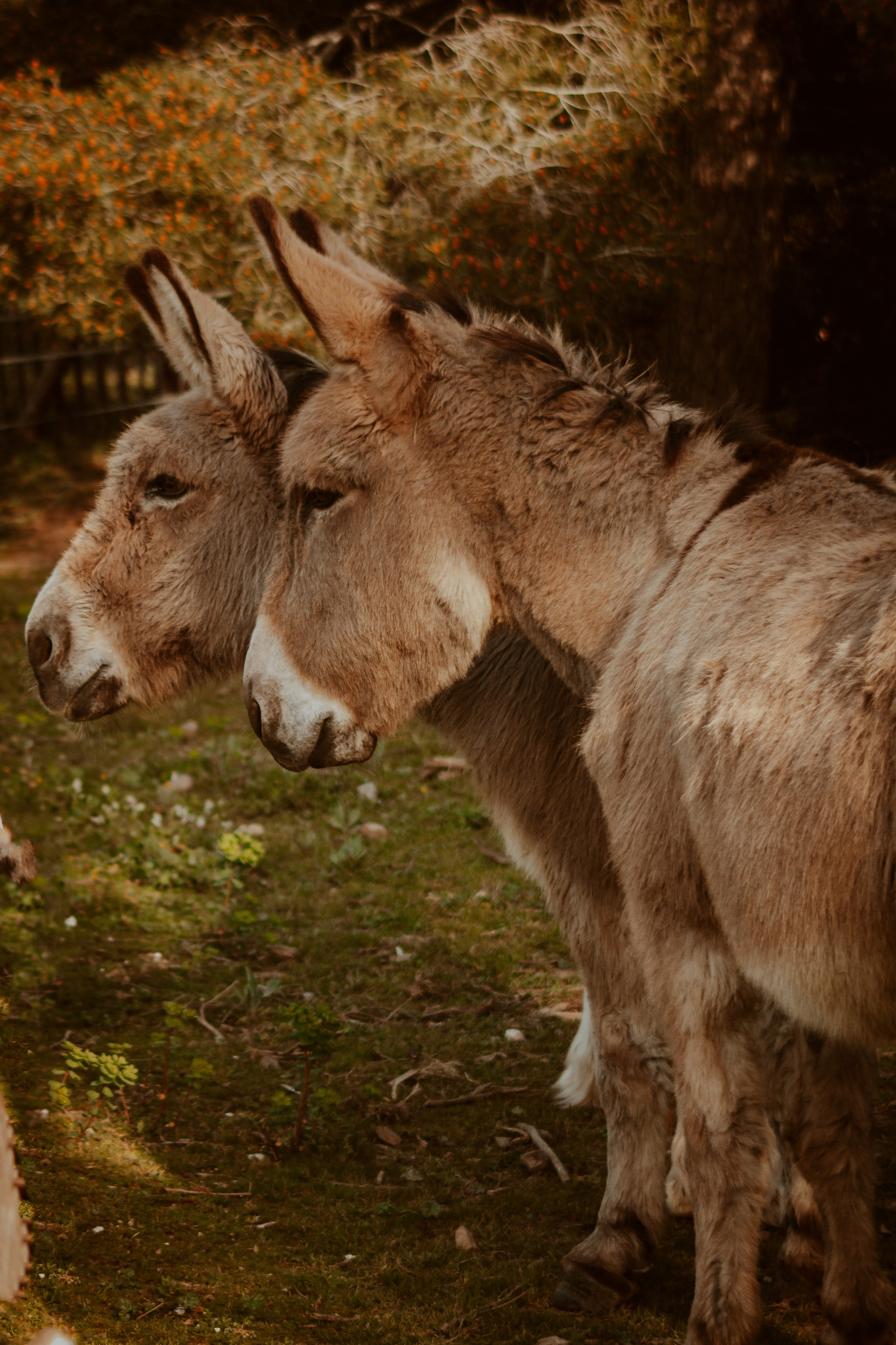 La Coudoulière, Saint Mandrier. Photographe à la Seyne sur Mer, Var