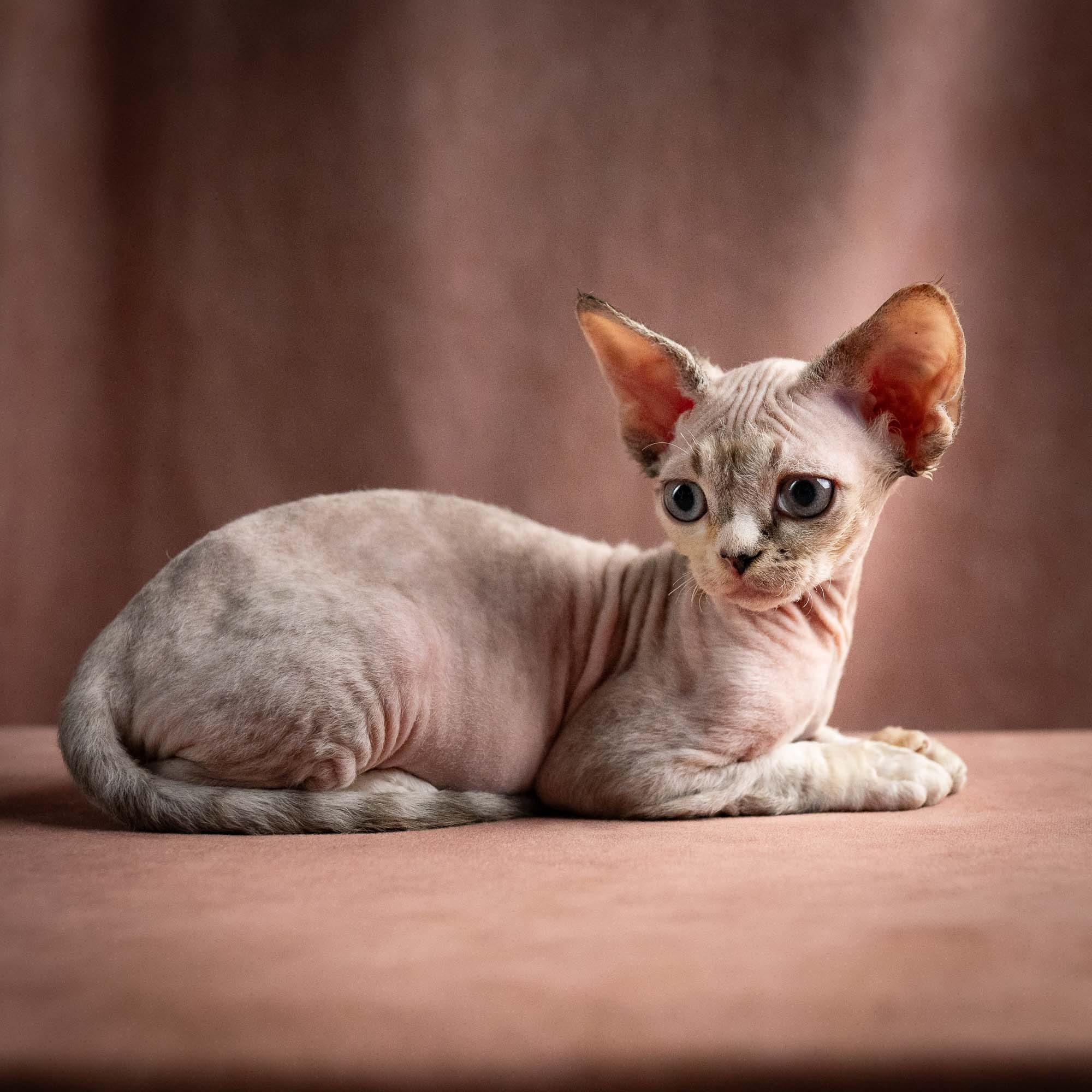 Quinley,  girl, born 02.14.26. Devon Rex Pixie Cattery