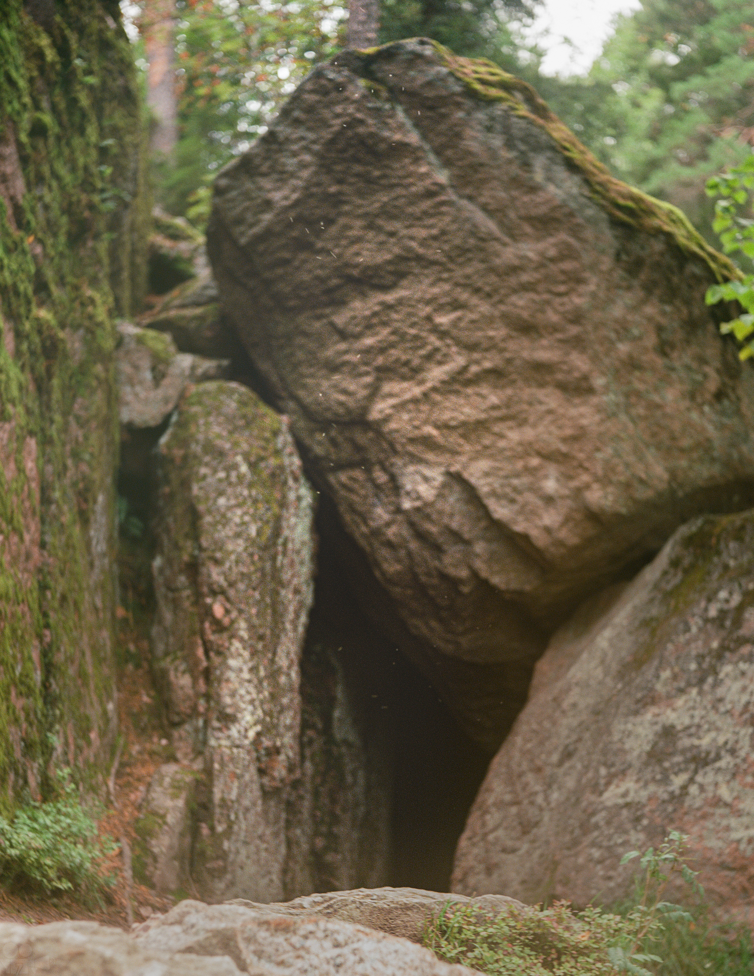 Magic Forest. VVoPoL