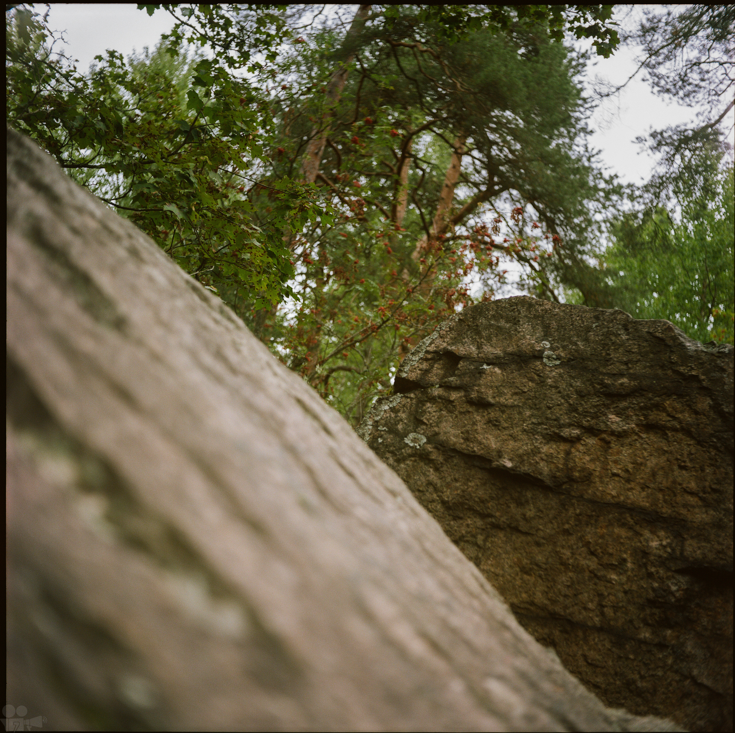 Magic Forest. VVoPoL