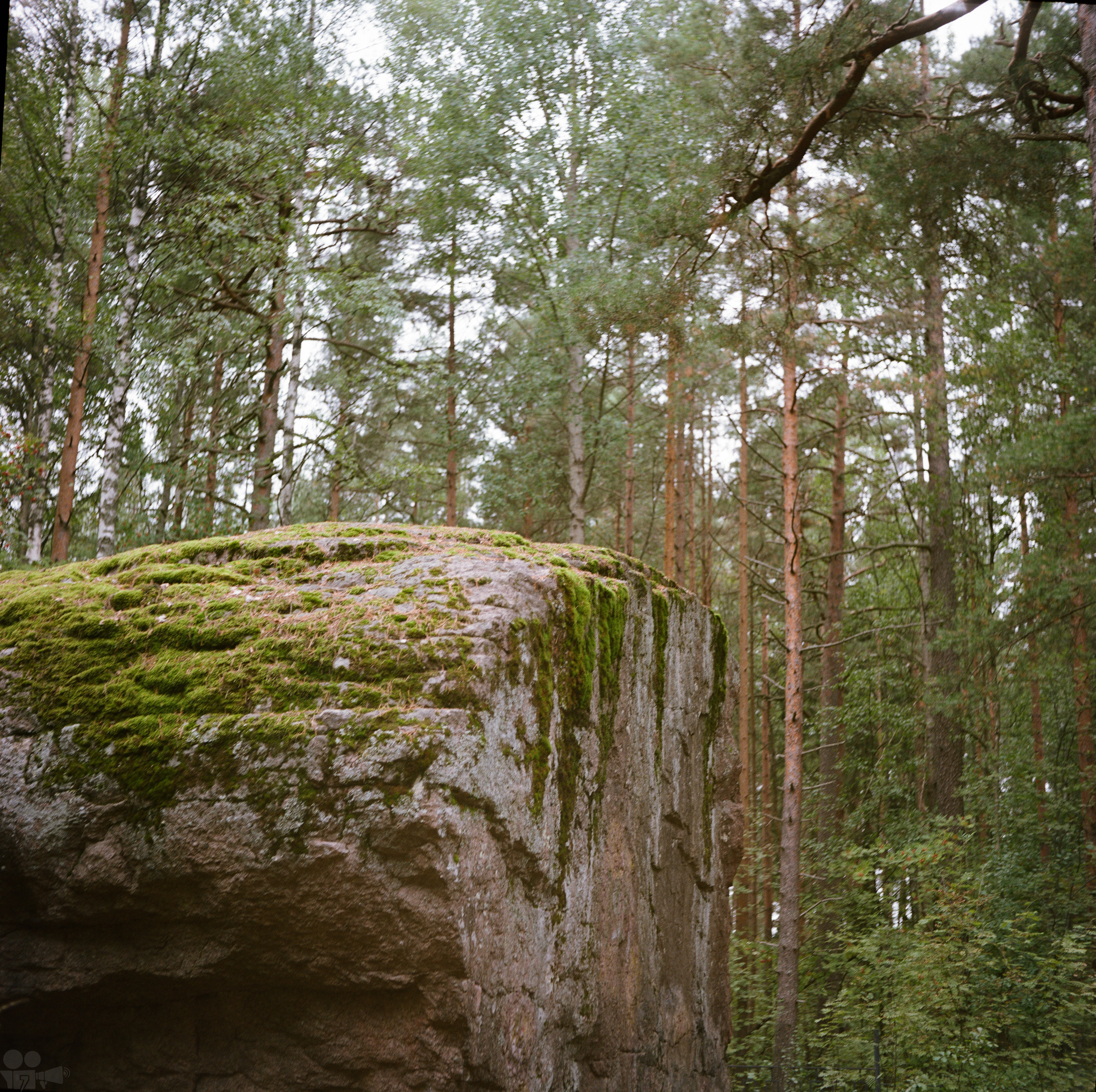 Magic Forest. VVoPoL