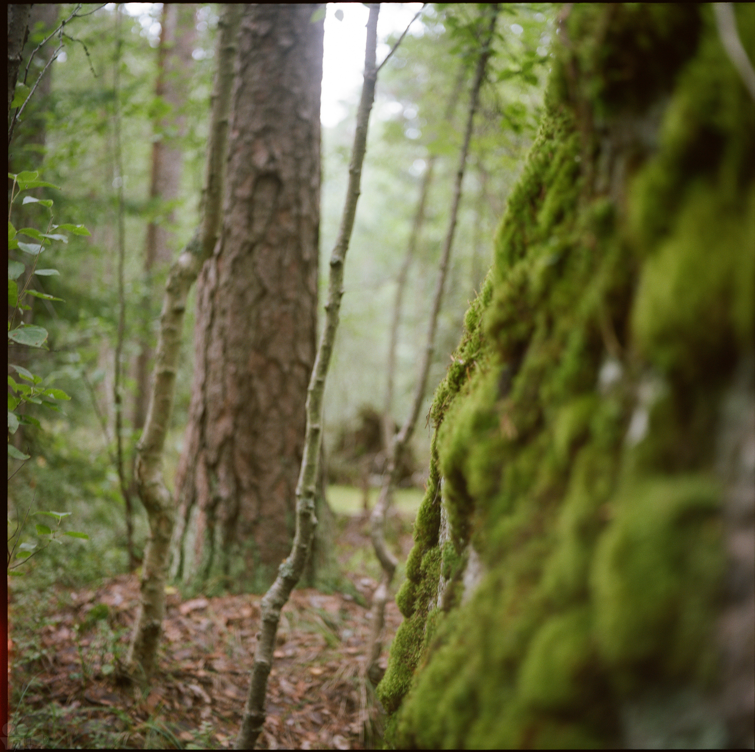 Magic Forest. VVoPoL