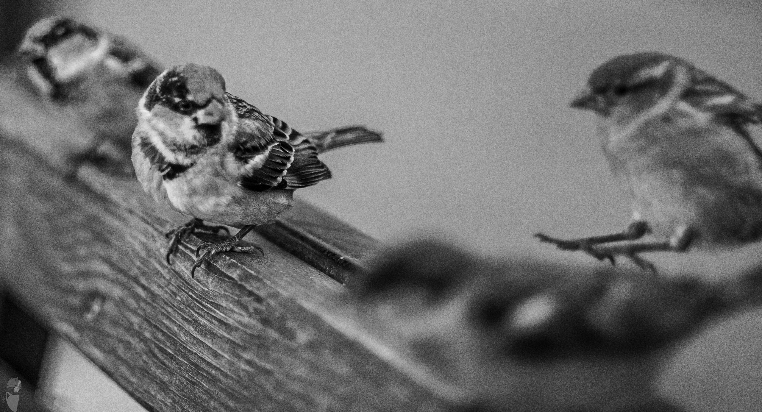 Tbilisi through the lens. VVoPoL