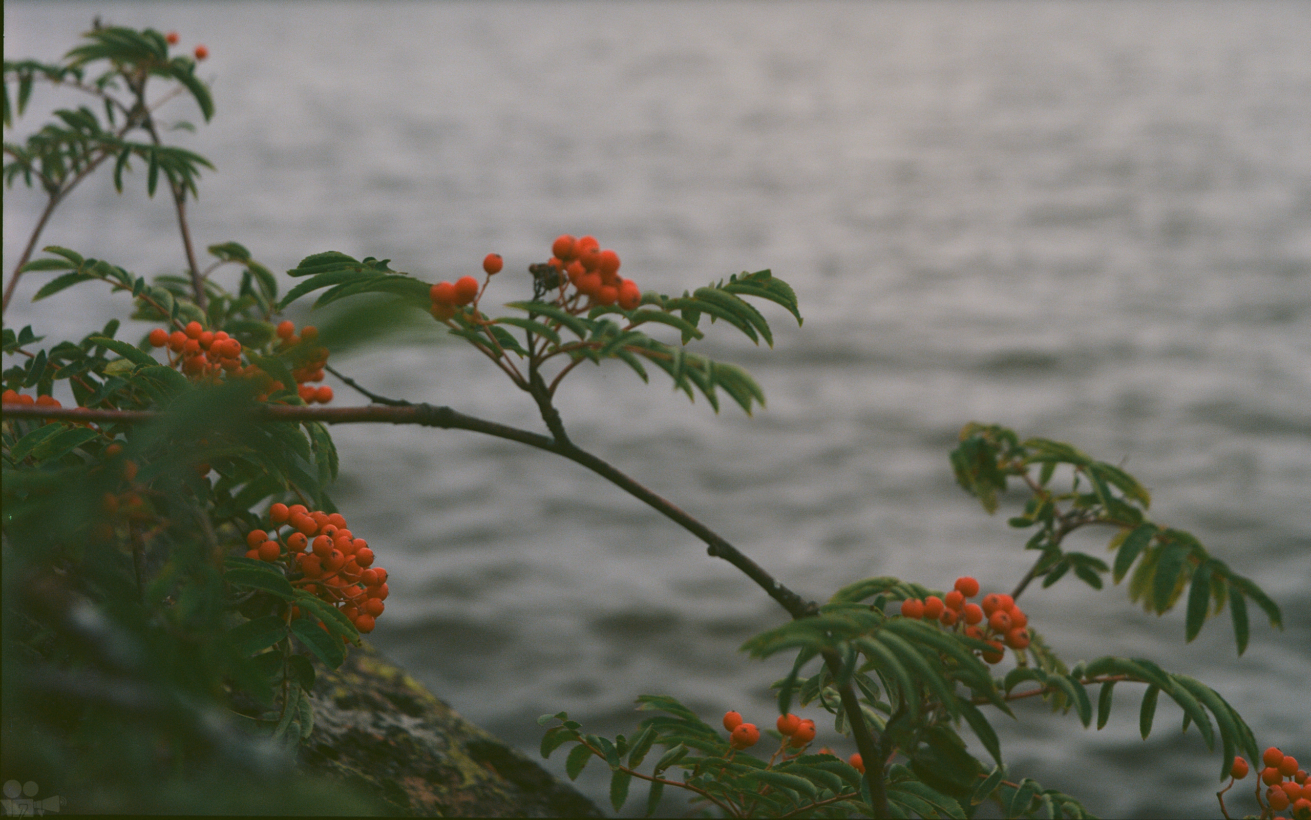 Magic Forest. VVoPoL