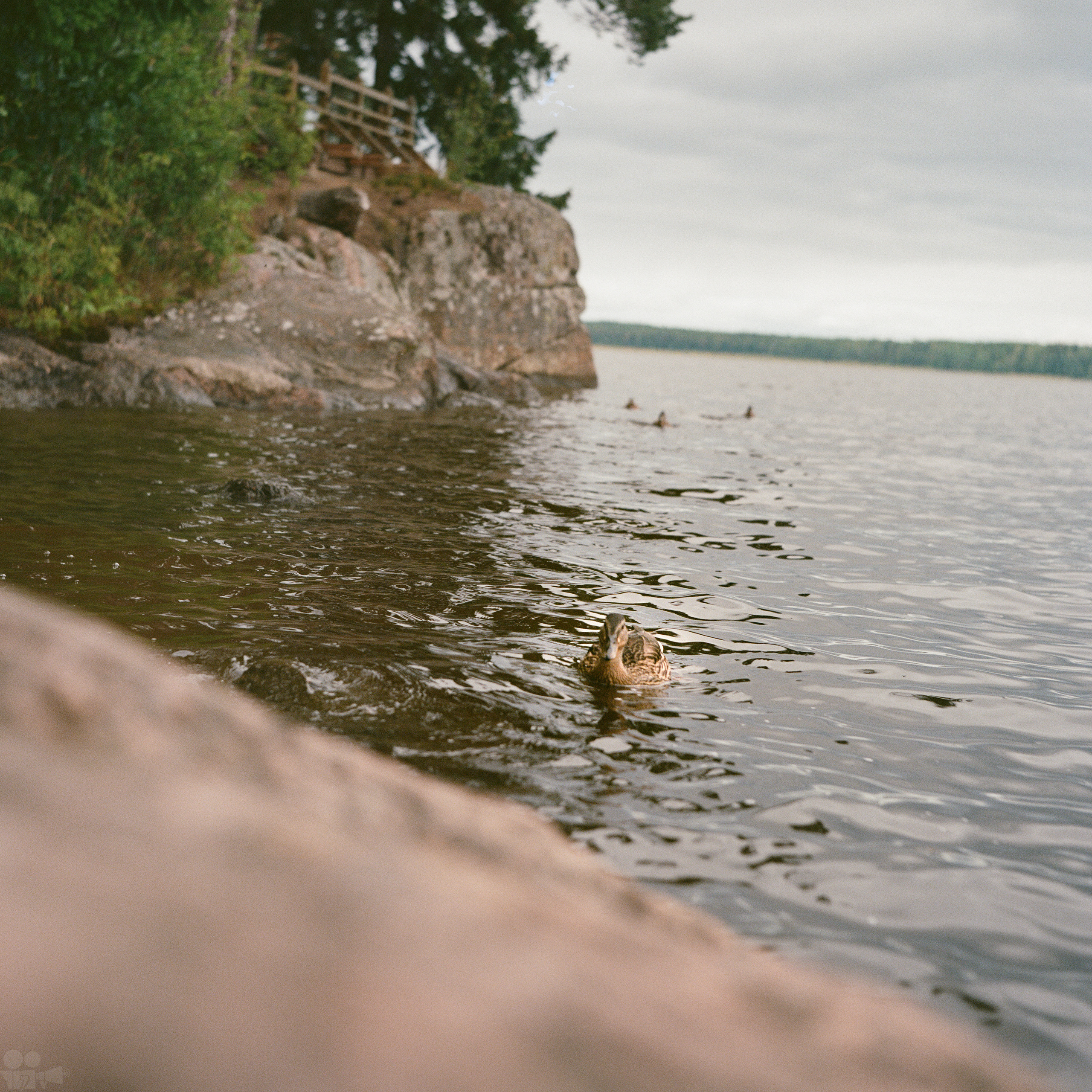 Magic Forest. VVoPoL