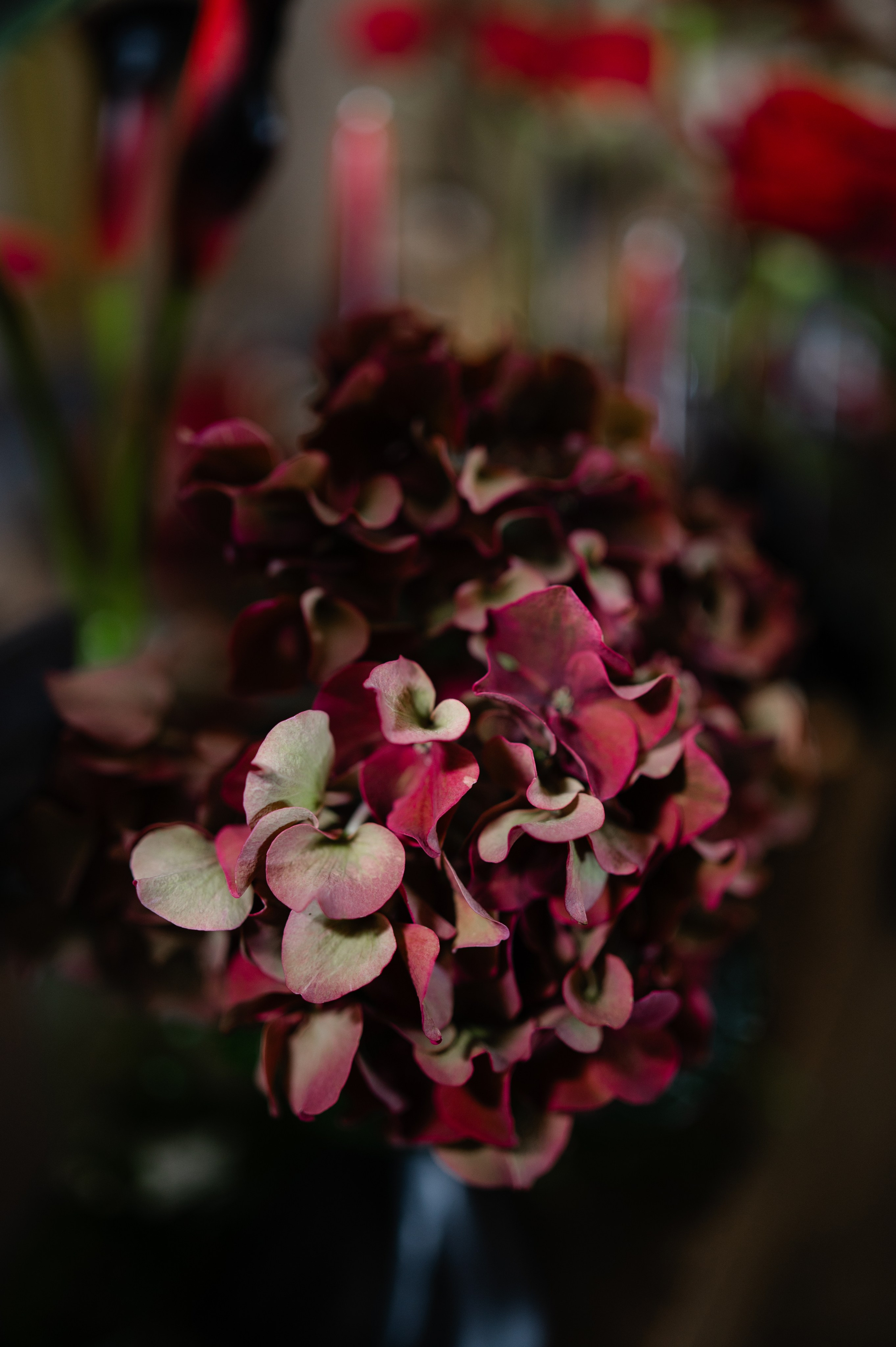 Wedding photos. Alexandra Hanu Photographer