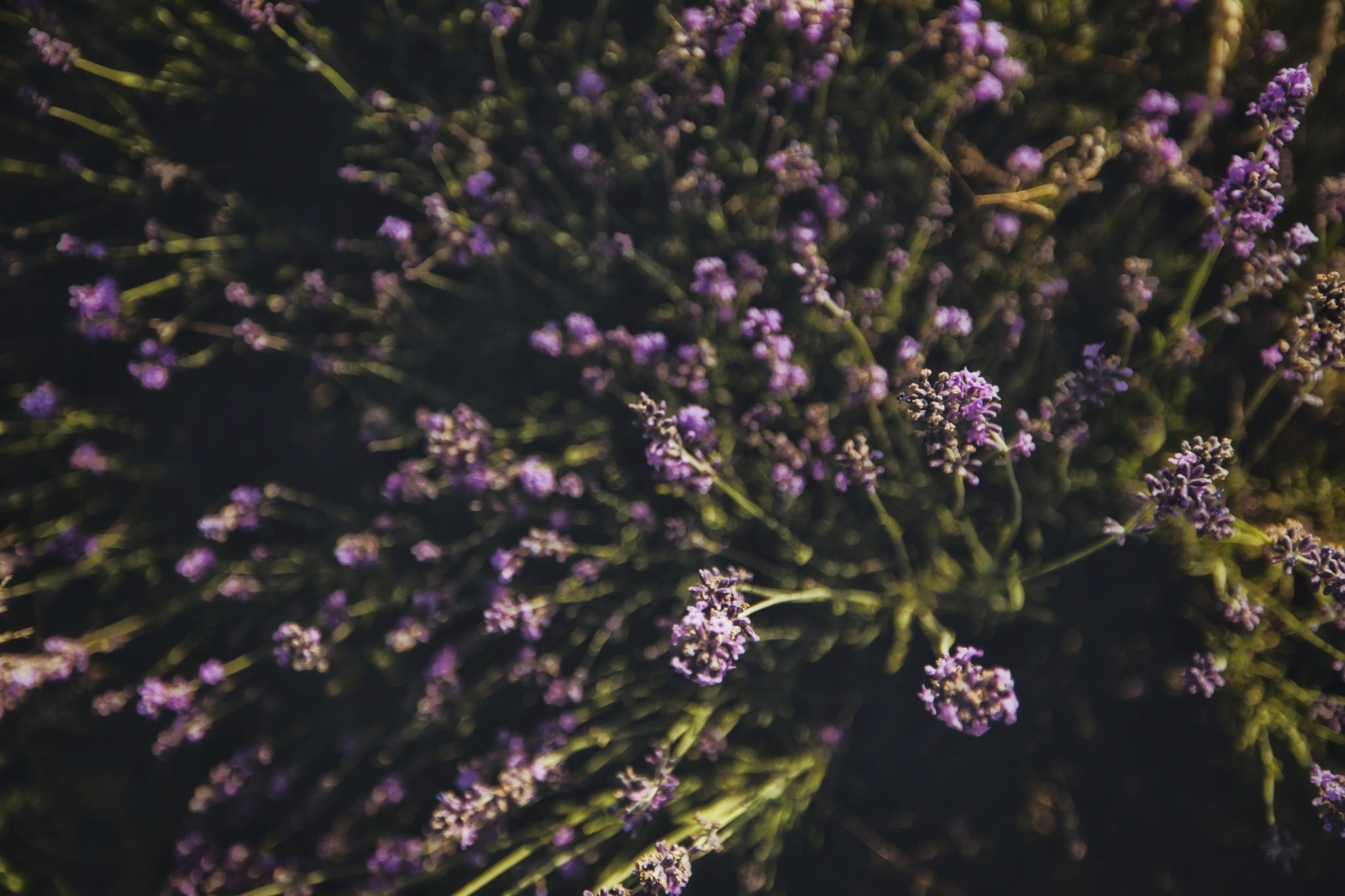 Gianina- Sedinta foto maternitate. Emotions Photo Art