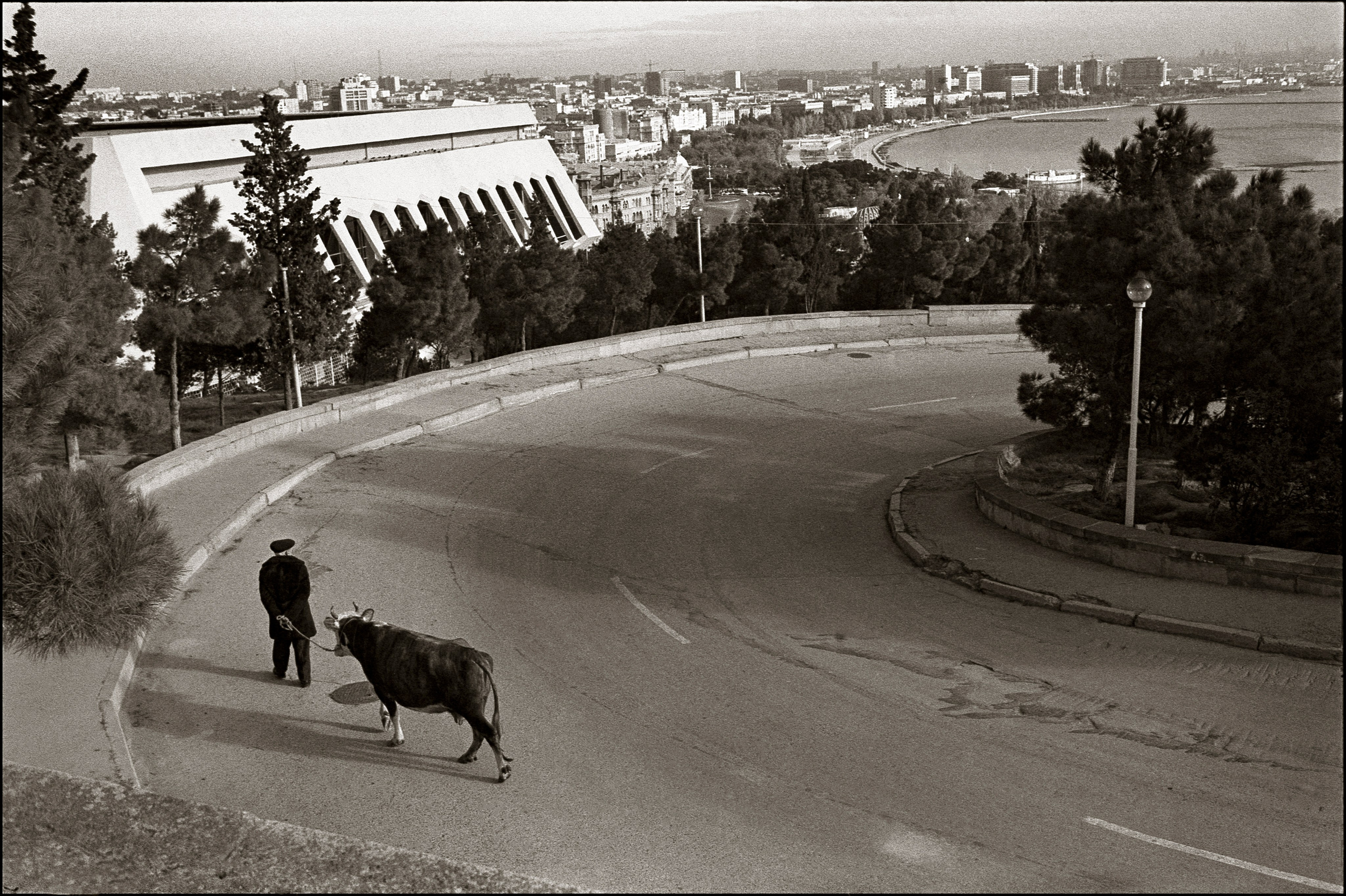 Walk with a cow.  Baku, 2001