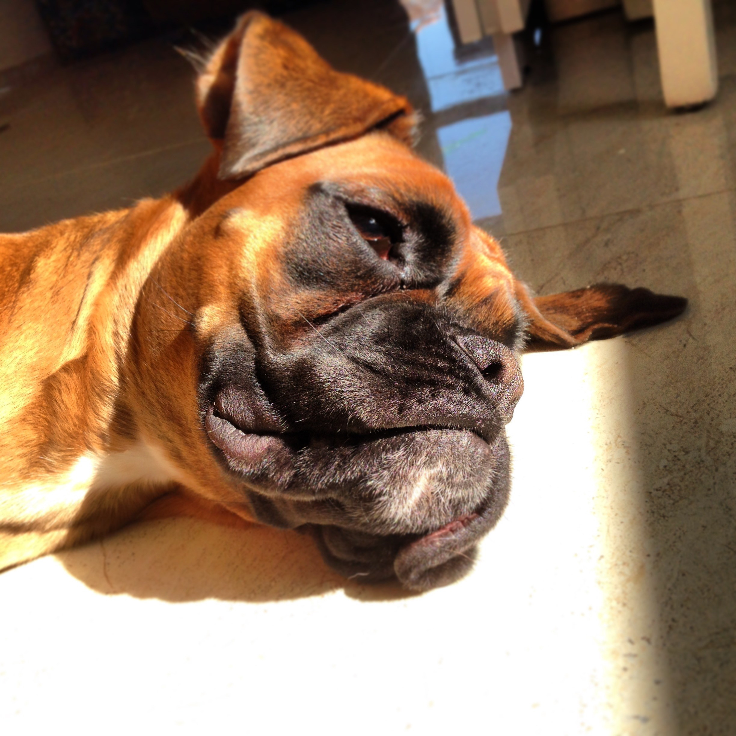 My ״Star״ Boxer Dog