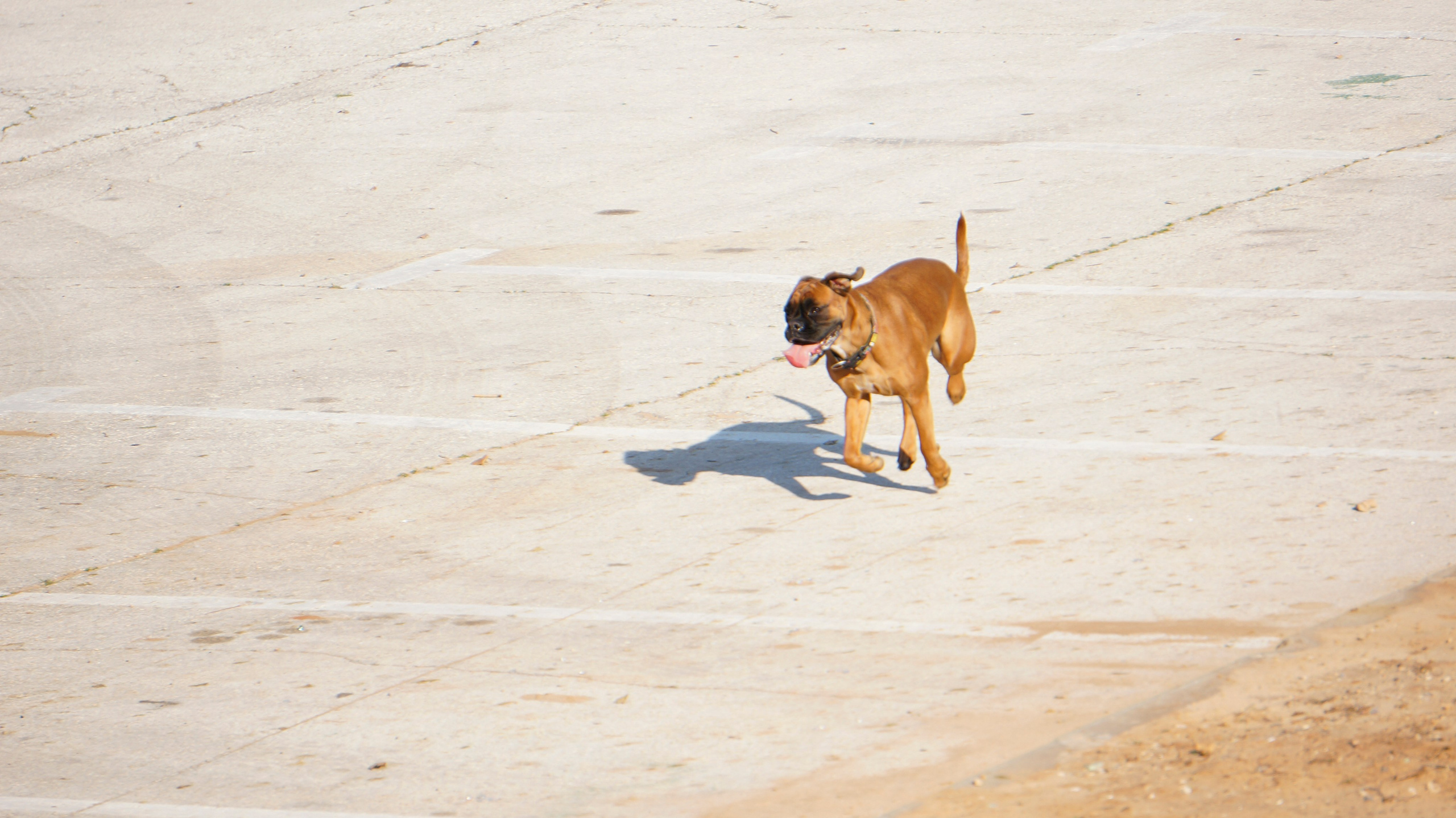 My ״Star״ Boxer Dog