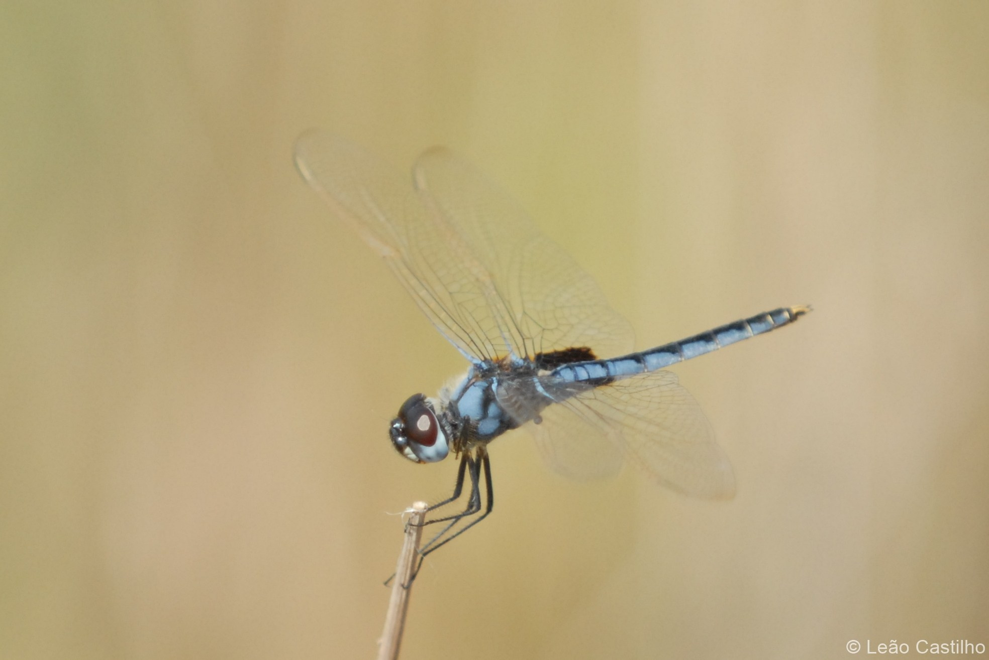 Photos from Congo people. Simbahalu