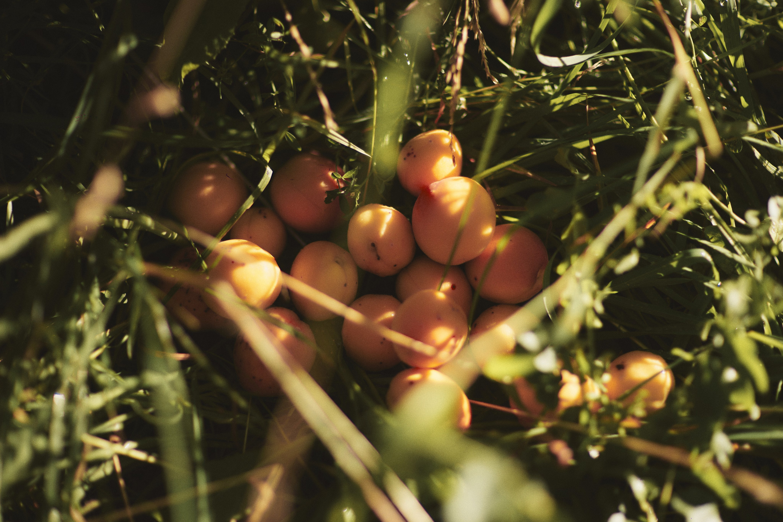 Анзу. Валерия Вартанова. Фотограф