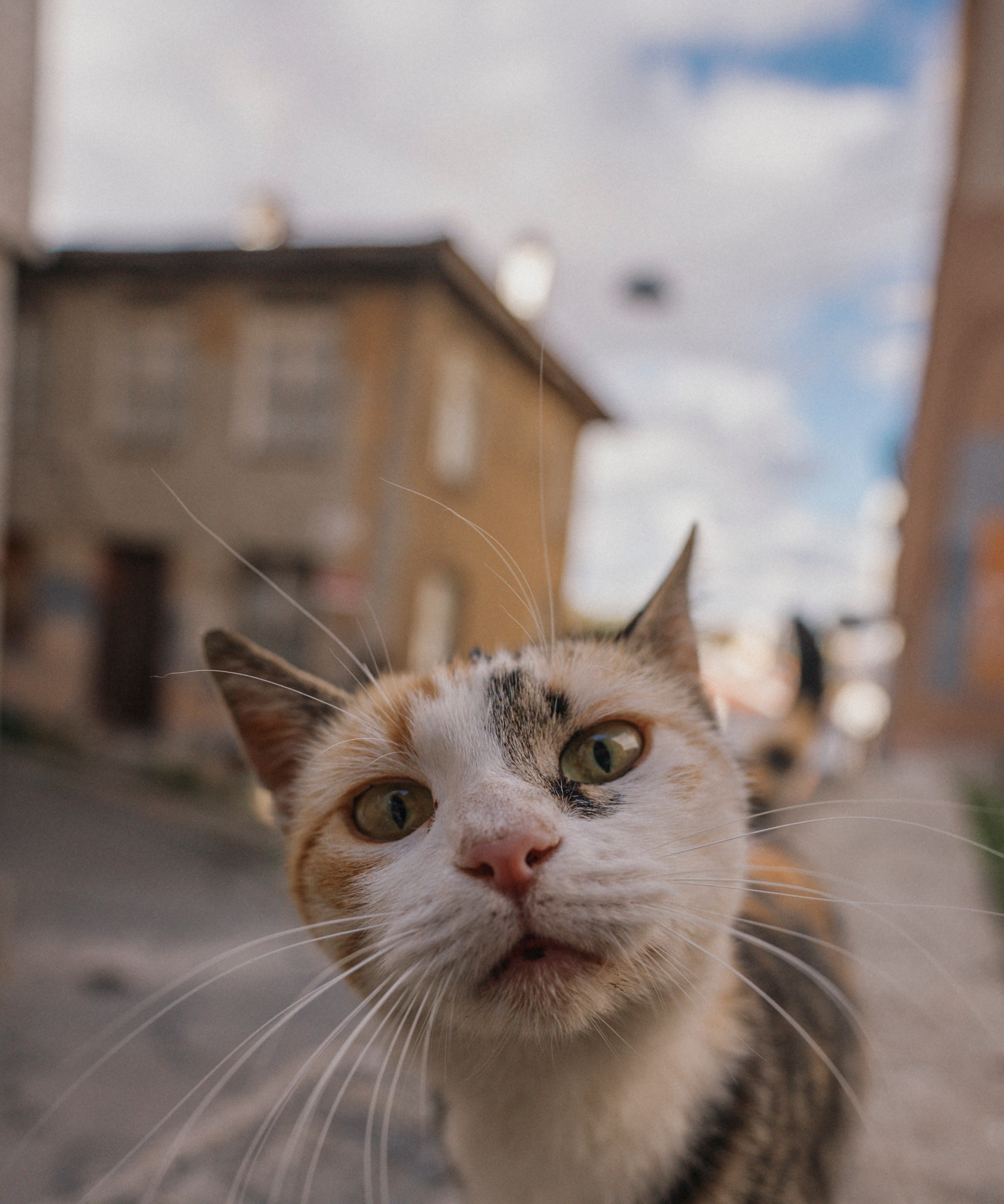 СТАМБУЛ. Стрит-фотография, полная абсурда, идиотизма и красоты