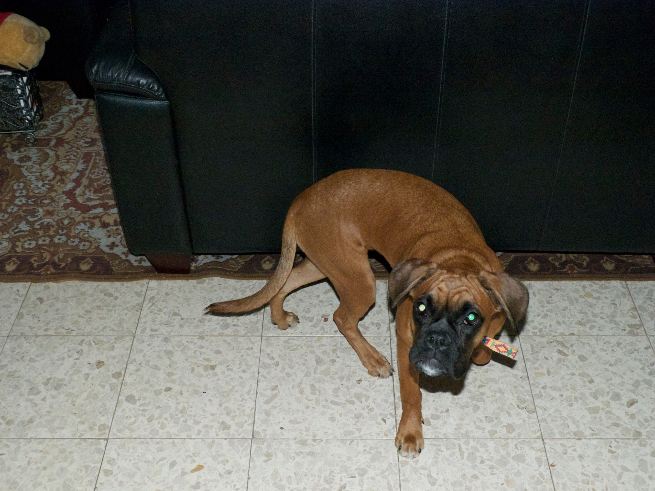 My ״Star״ Boxer Dog