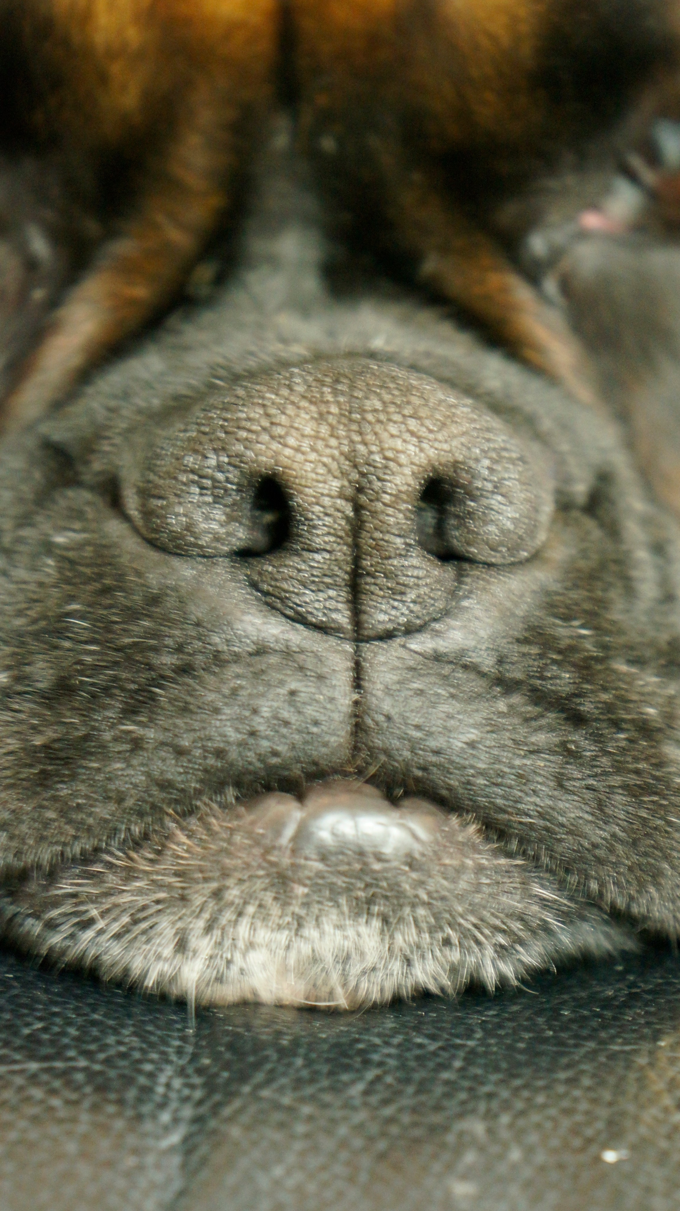 My ״Star״ Boxer Dog