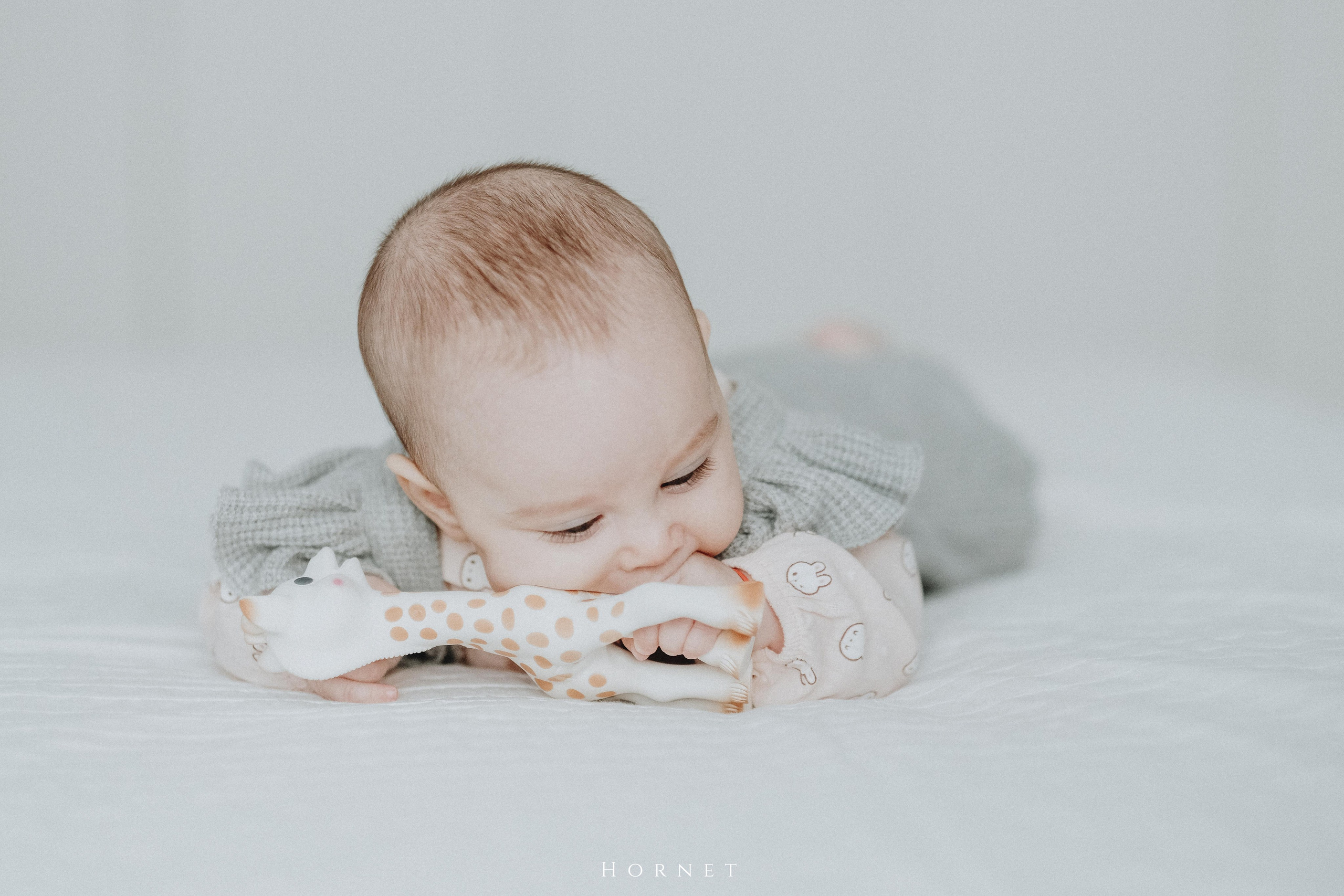 Amelia. Hornetart